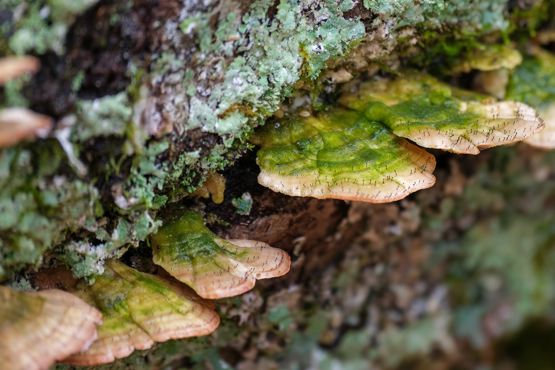 250504-099 Fairy Pins (Phaeocalicium polyporaeum) on Violet-toothed Polypore (Trichaptum biforme)