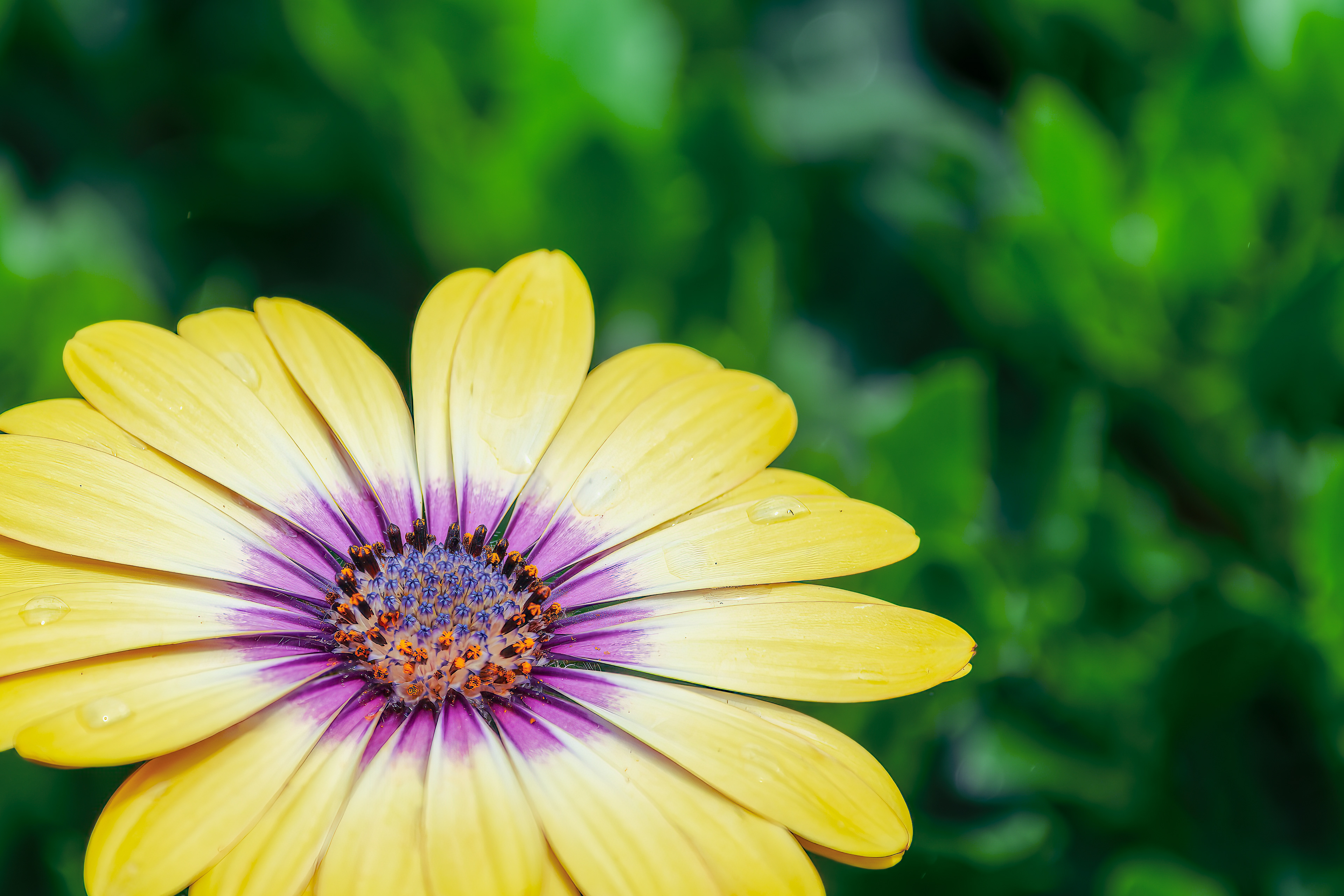 260531-565 Daisy