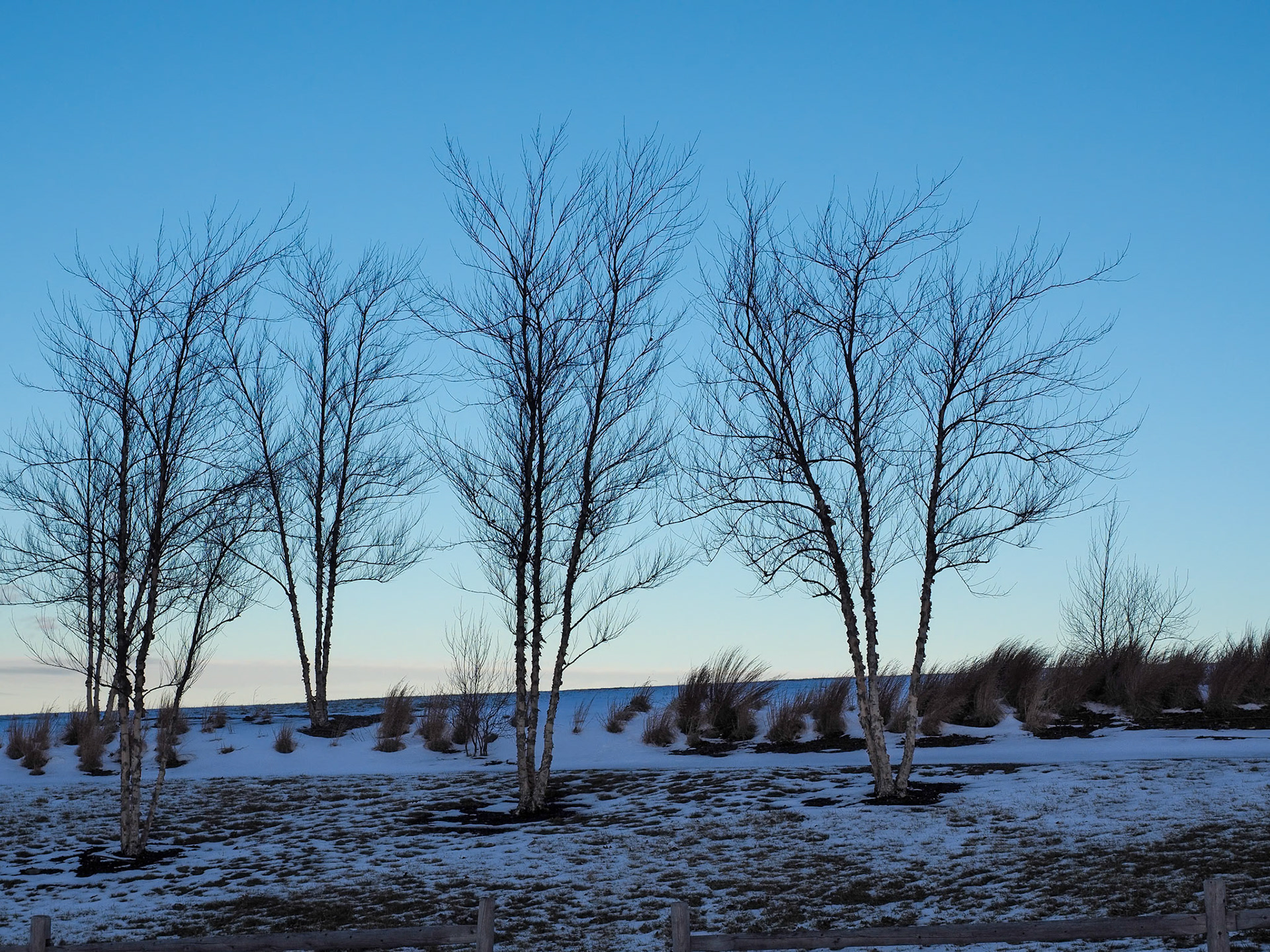 17125171 Symphony in Silhouette