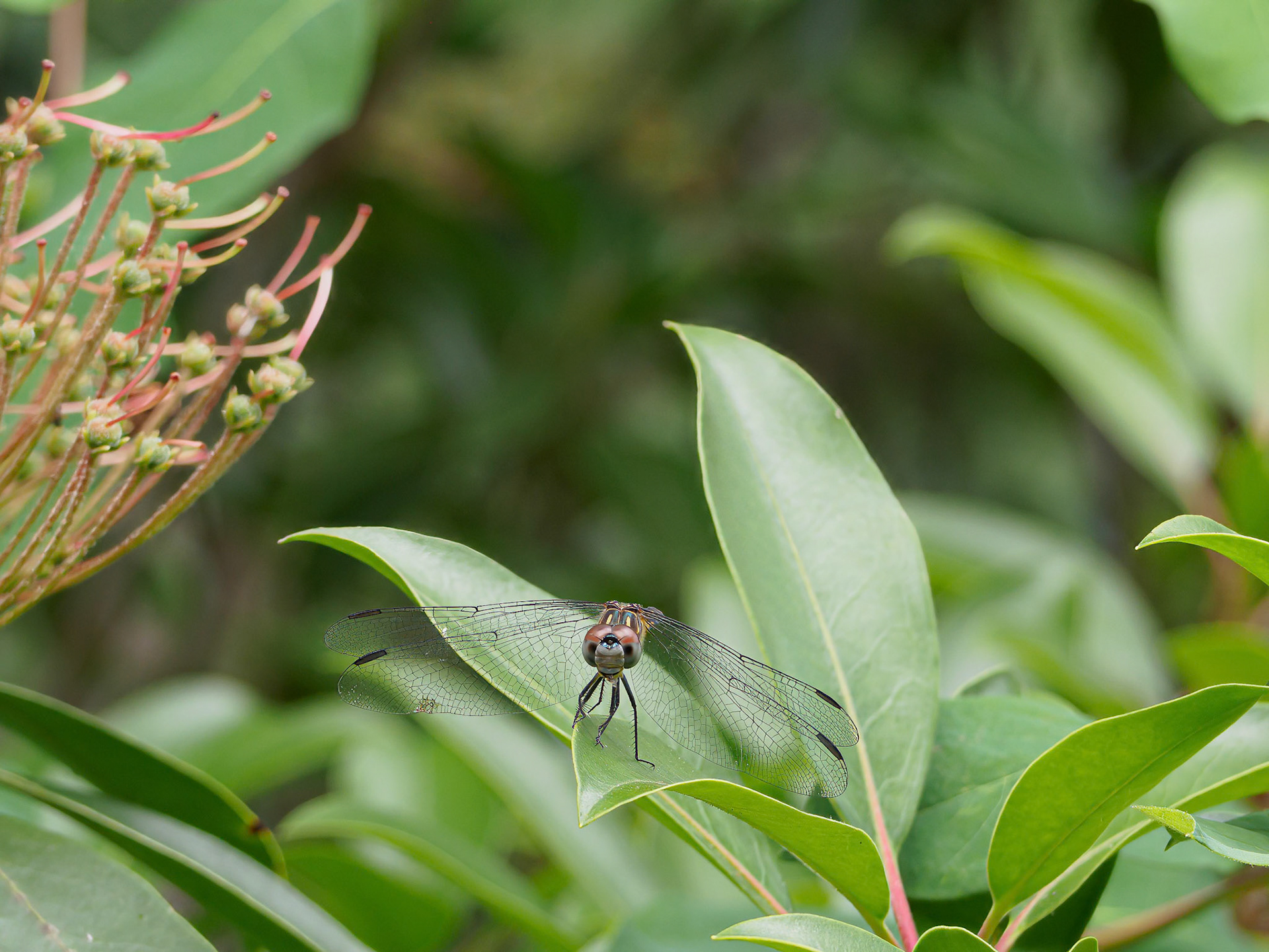 24624-111 Dragonfly