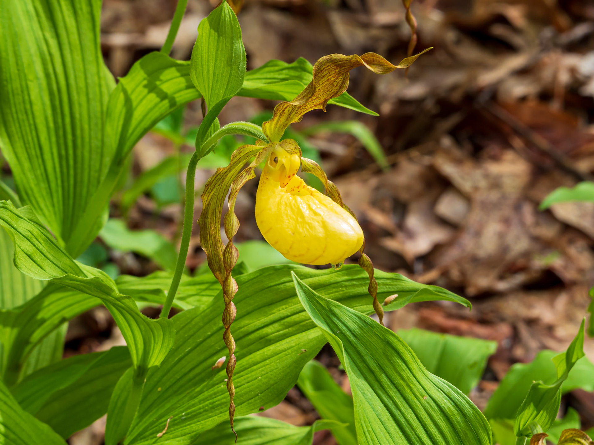 24509-015 Lady's Slipper