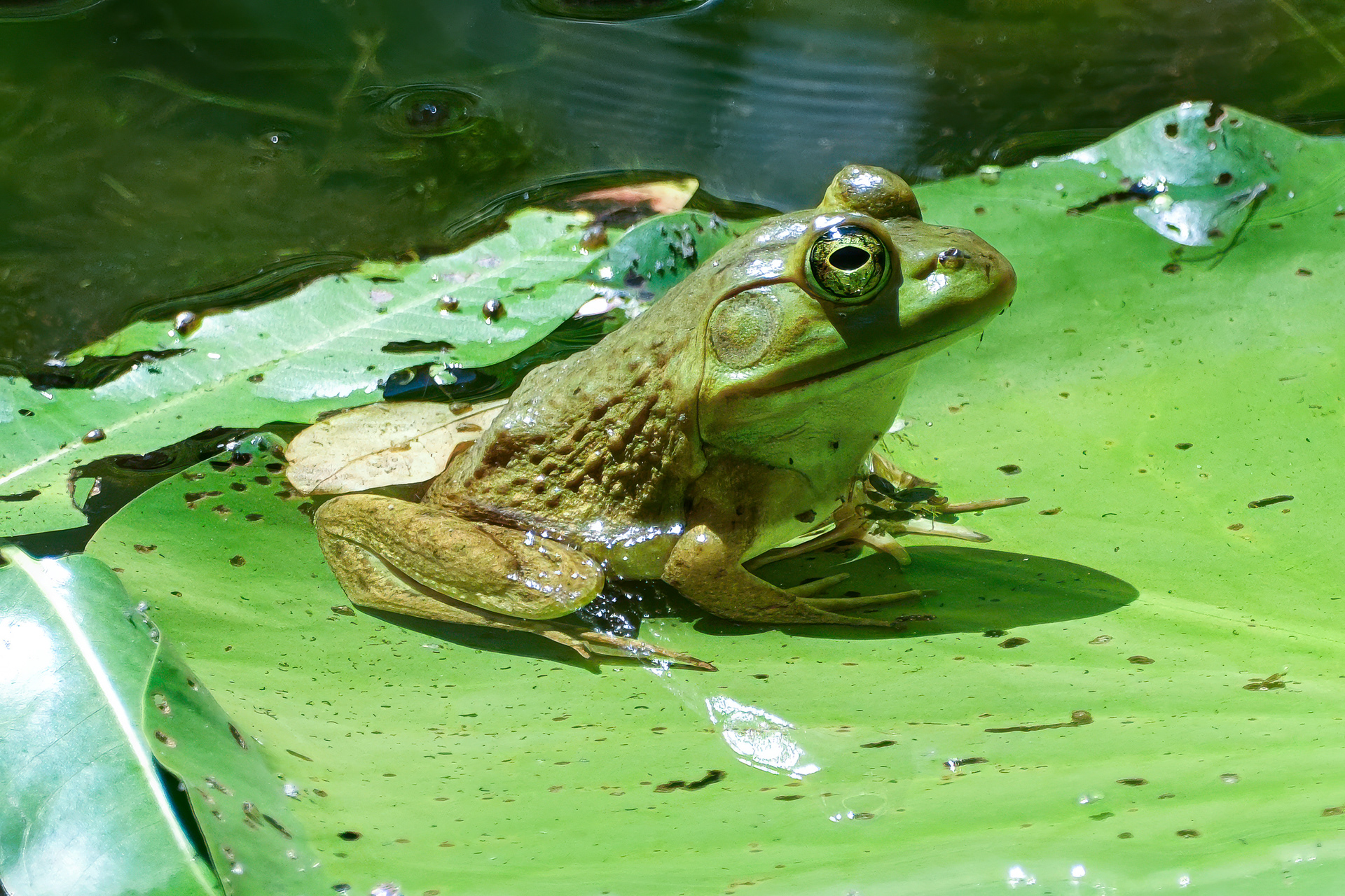 250722-248 American Bullfrog (Lithobates catesbeianus)
