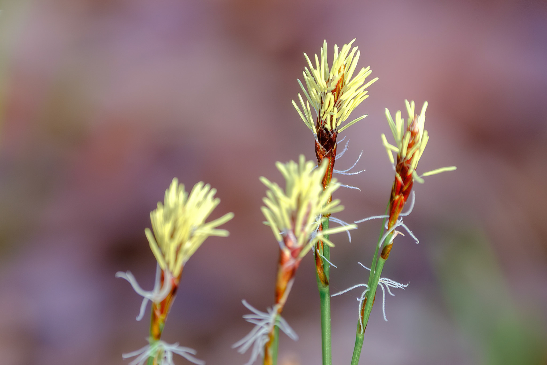 250420-297 Pennsylvania Sedge (Carex pensylvanica)