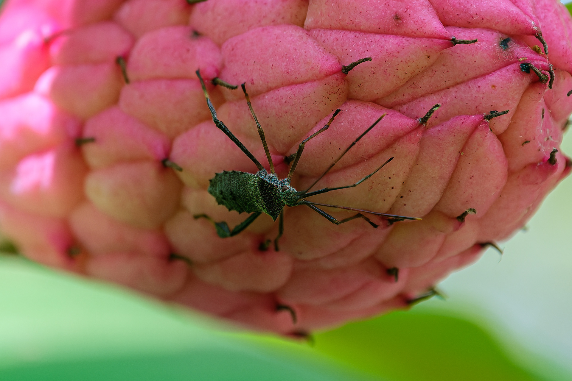 250826-662 Leaf-footed bug (Genus Leptoglossus)