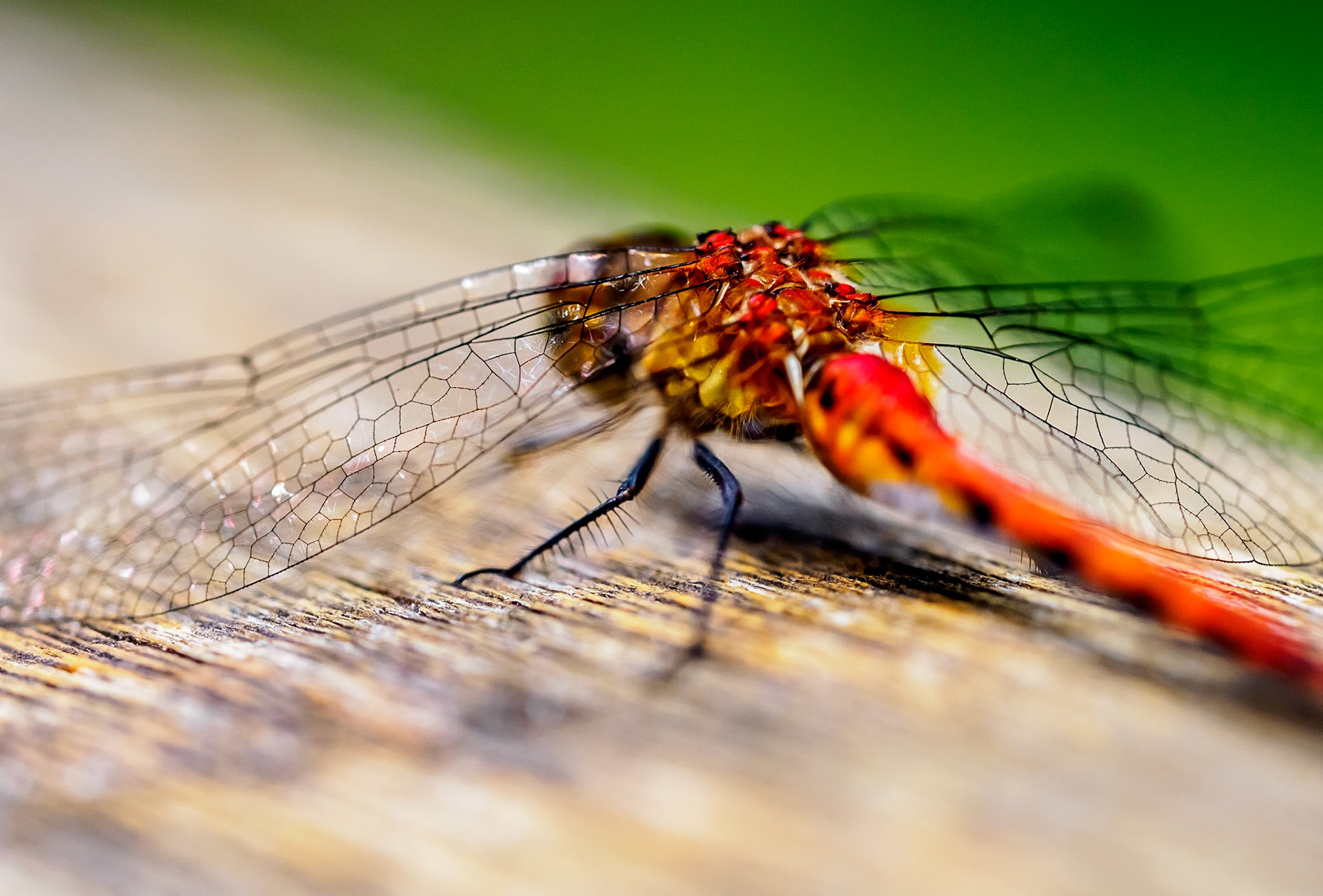 15723043 Oh The Burden of These Heavy Wings