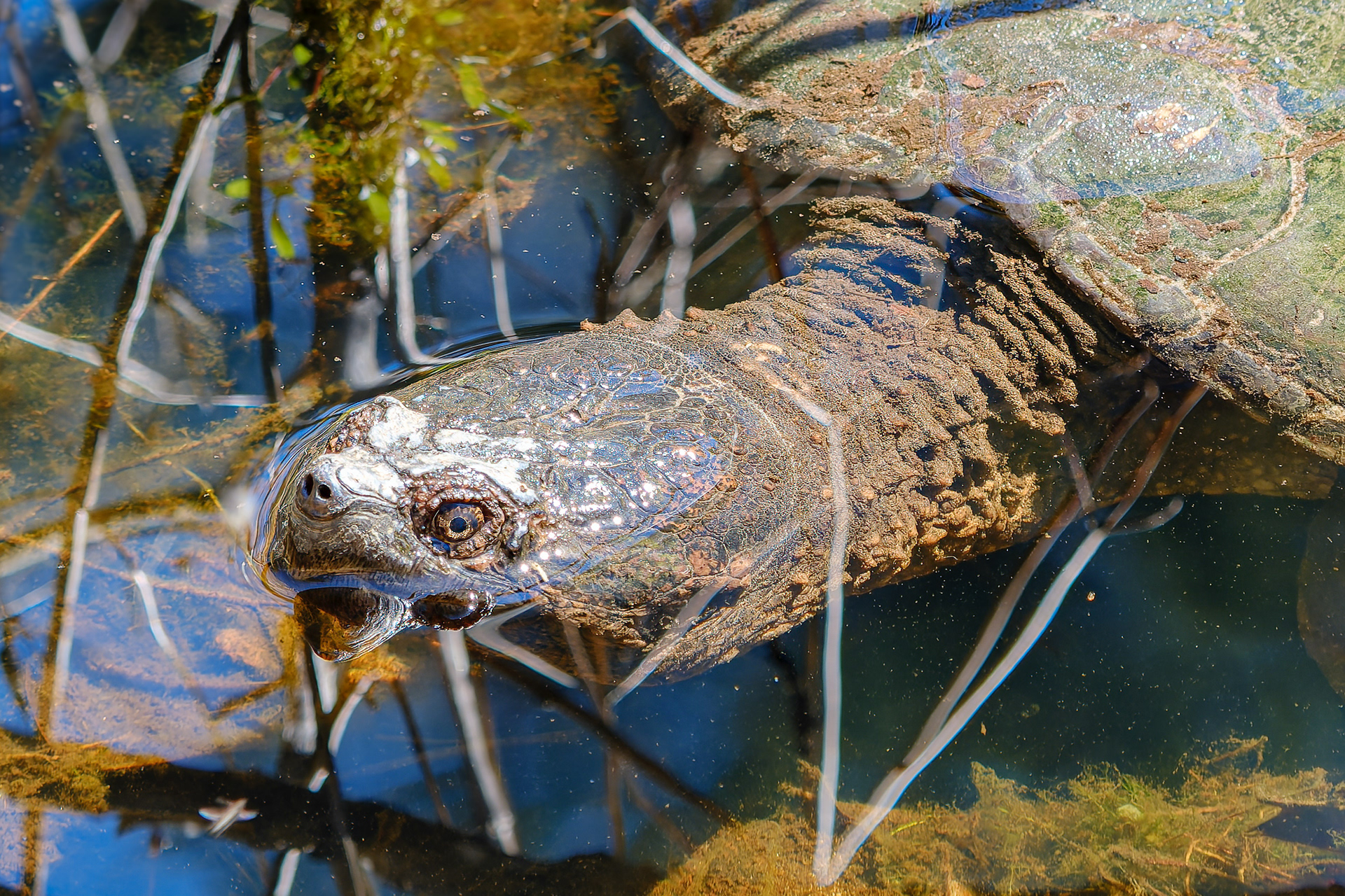 260427-245 Common Snapping Turtle (Chelydra serpentina)