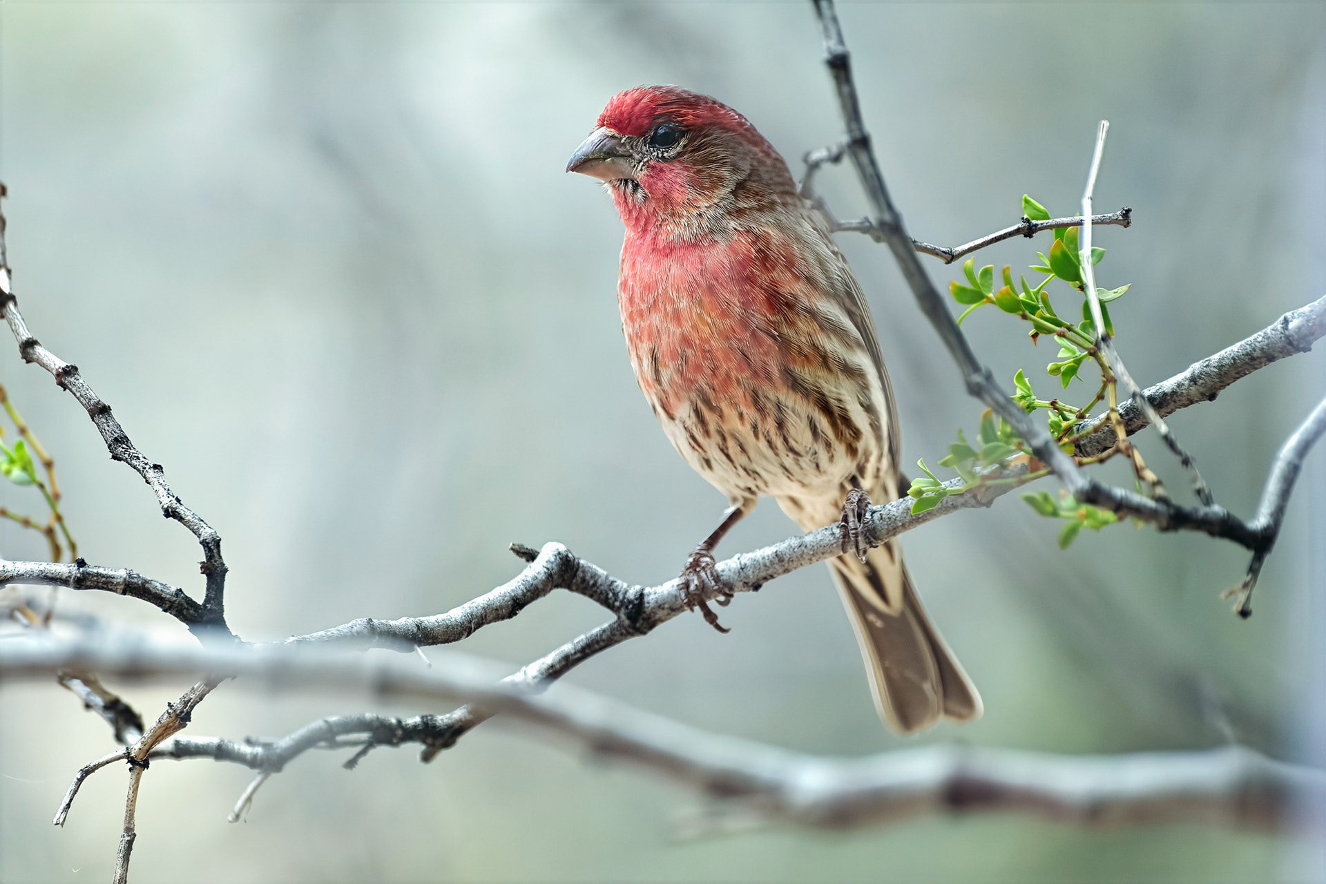 260216-737 House Finch (Haemorhous mexicanus)