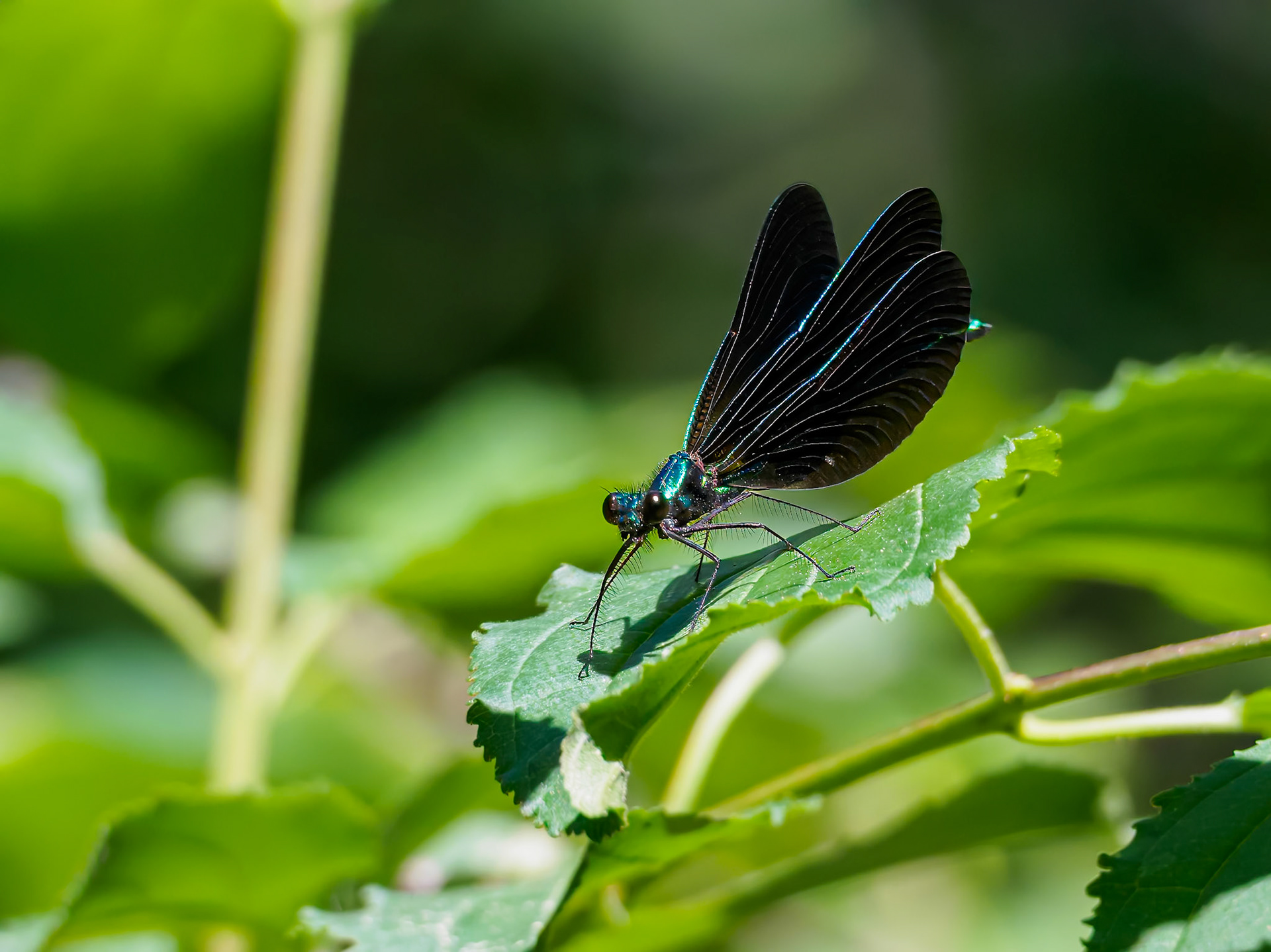 24610-015 Damselfly