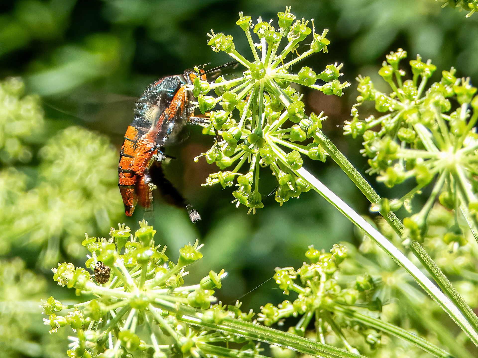 Inviting Angelic Atropurpurea ©dag