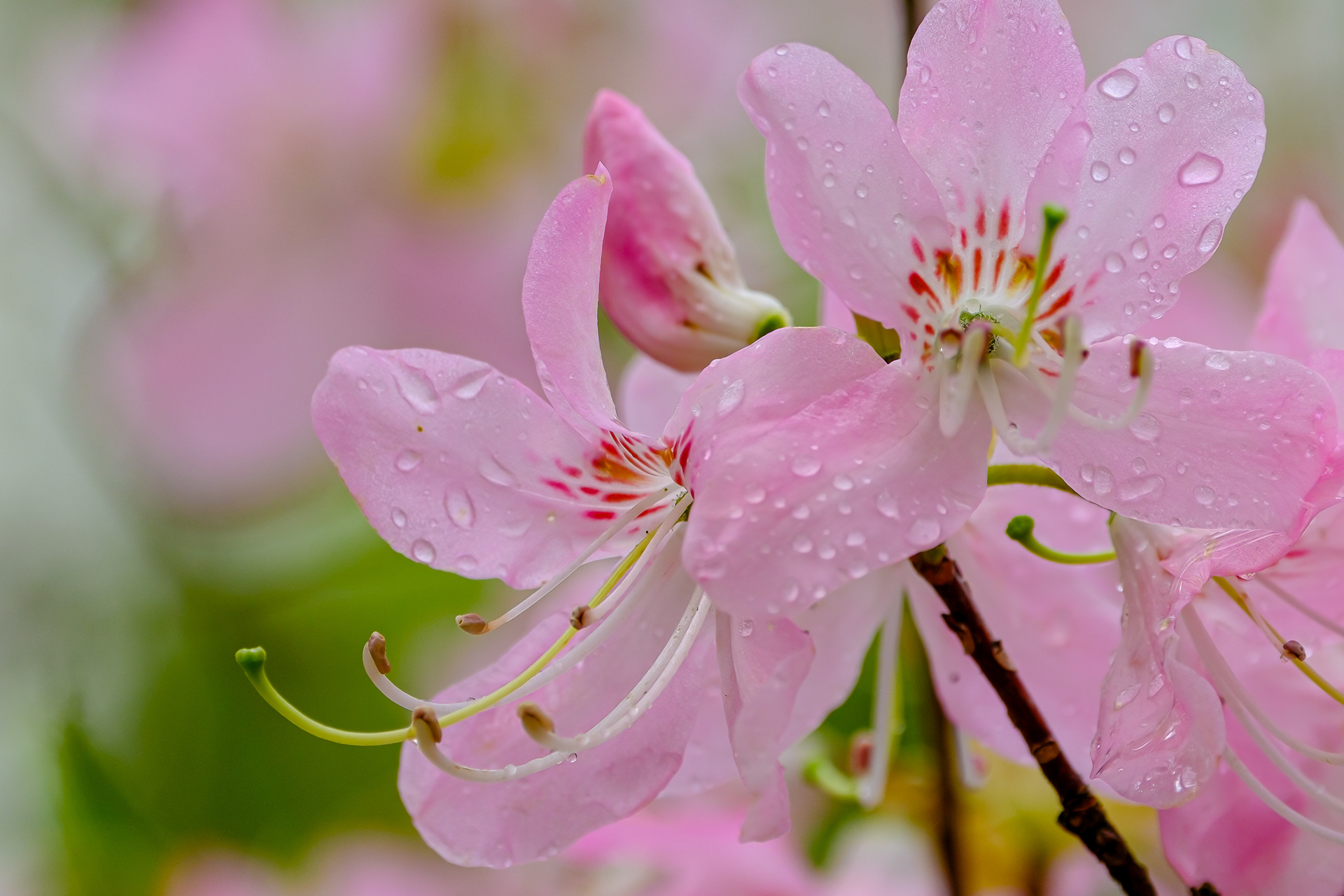 250504-093 Pinkshell Azalea (Rhododendron vaseyi)
