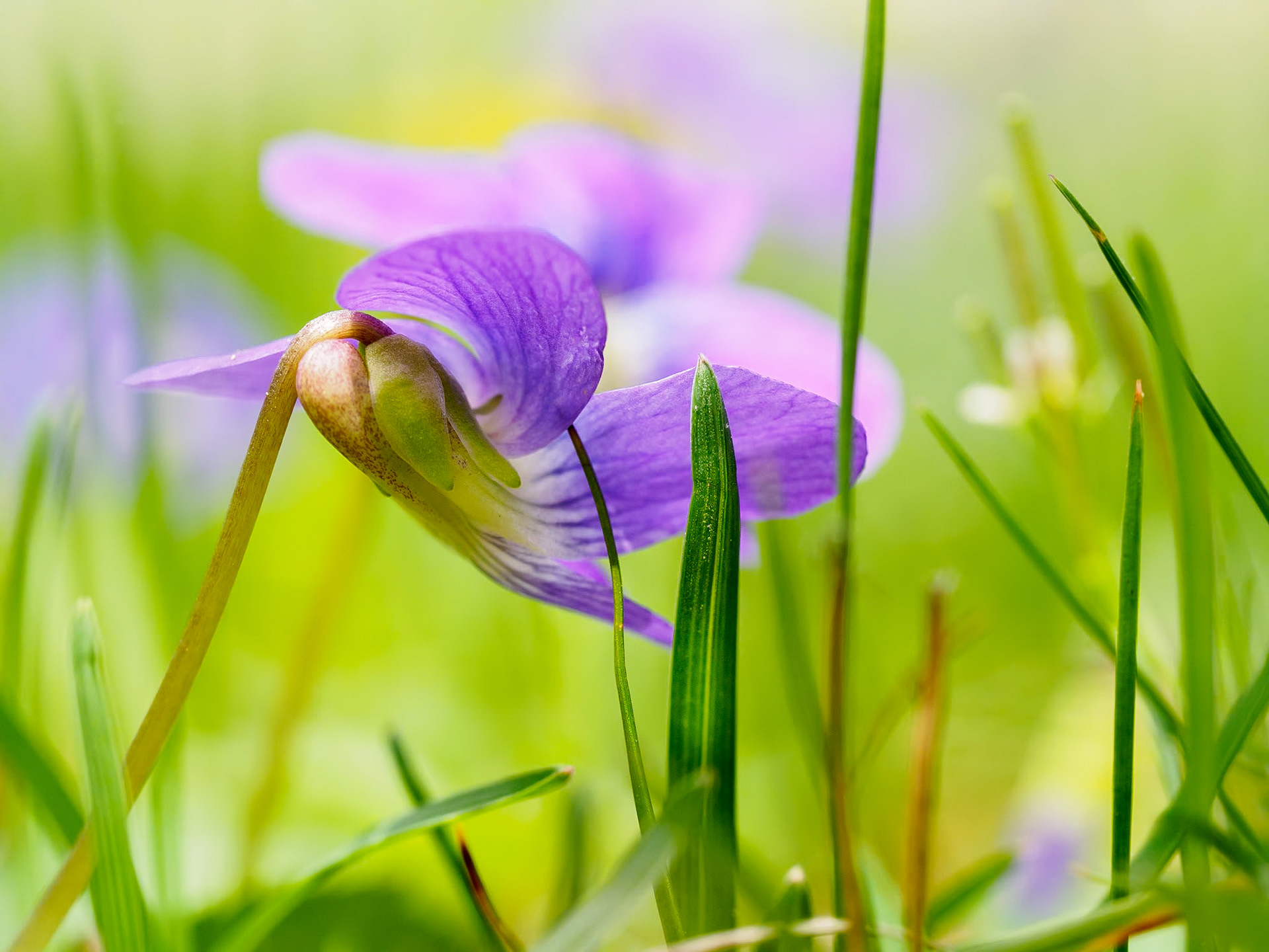 17429042 Splendor in the Grass