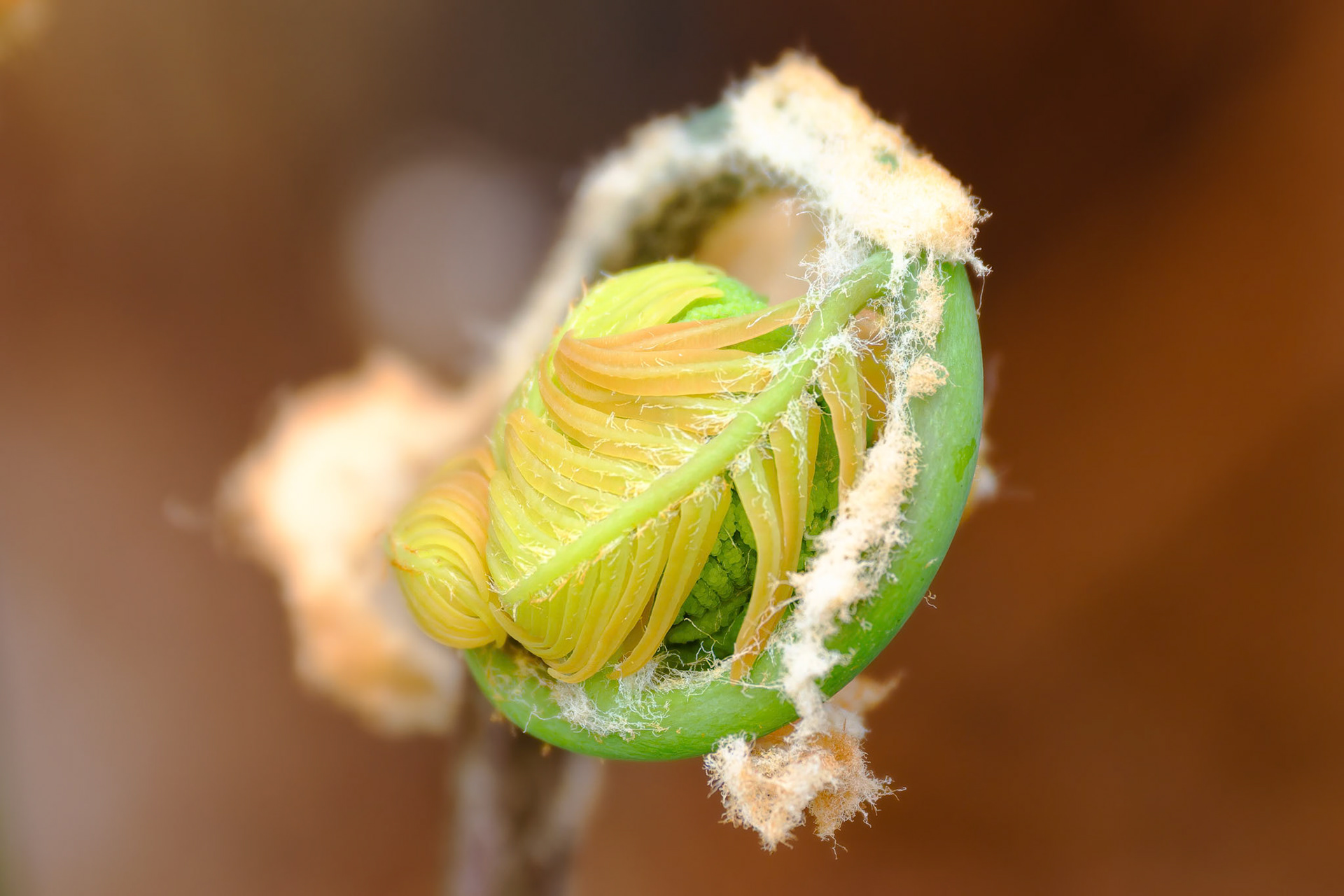 250427-774 Cinnamon Fern (Osmundastrum cinnamomeum)