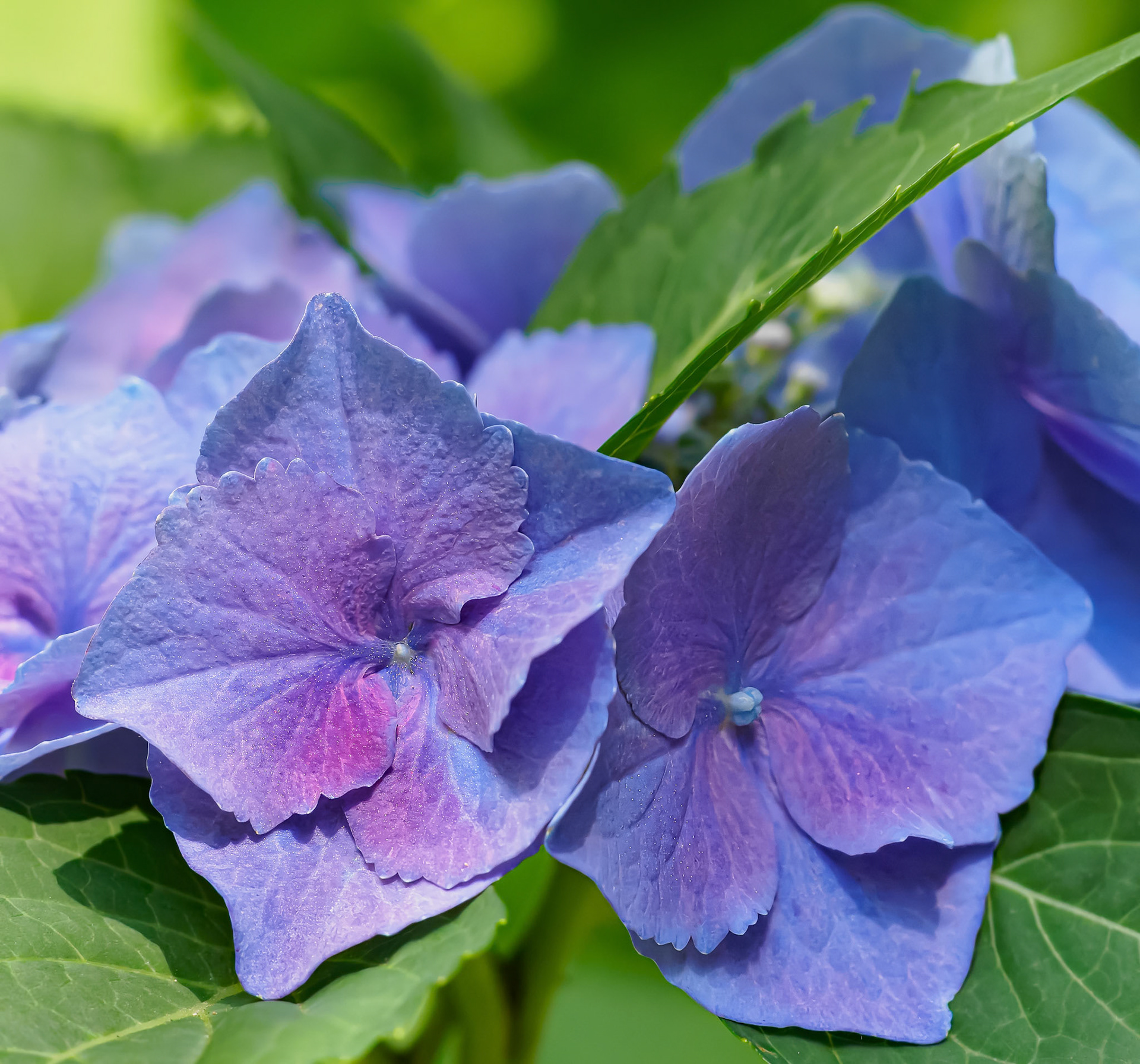 24701-037 Hydrangea