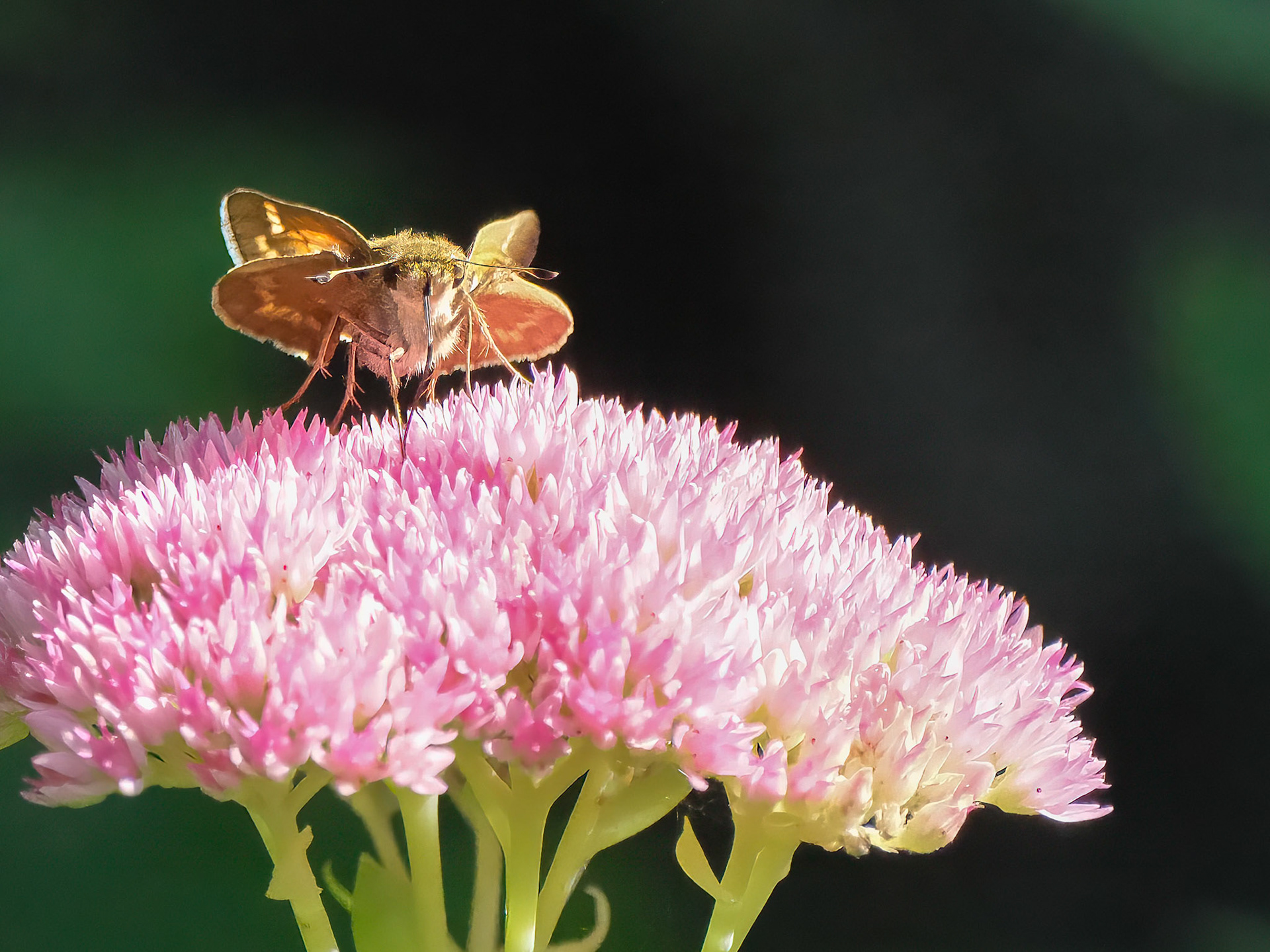 240911-655 Huron Sachem (Atalopedes huron)