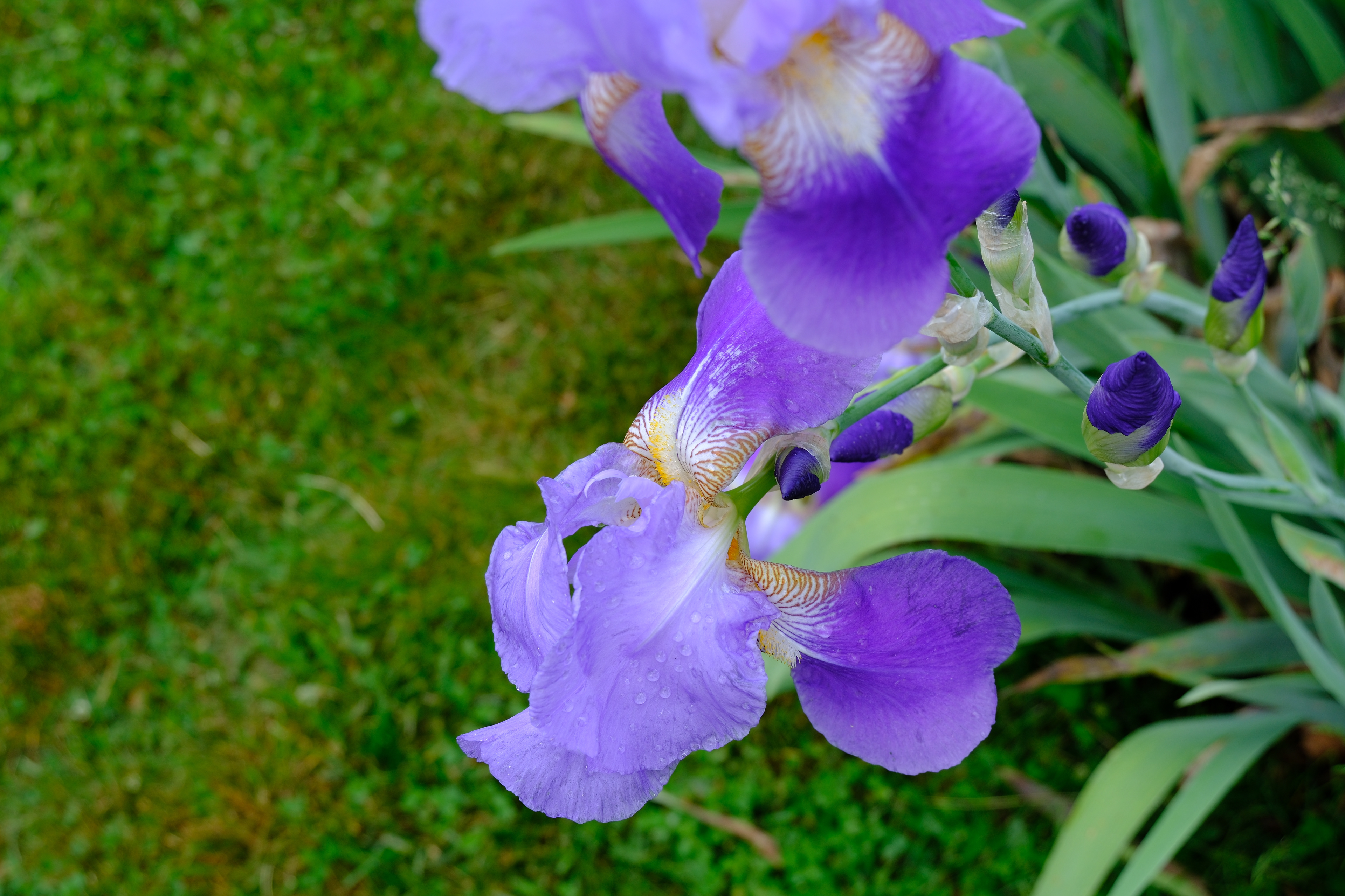 250531-594 Sweet Iris (Iris pallida)