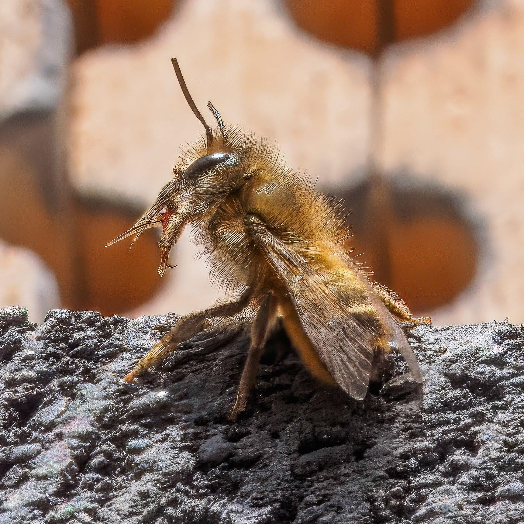 24427-003 Mason Bee