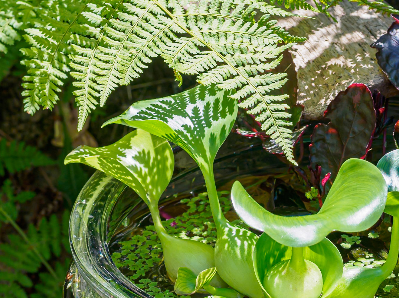 24726-013 Shadows on Water Hyacinth