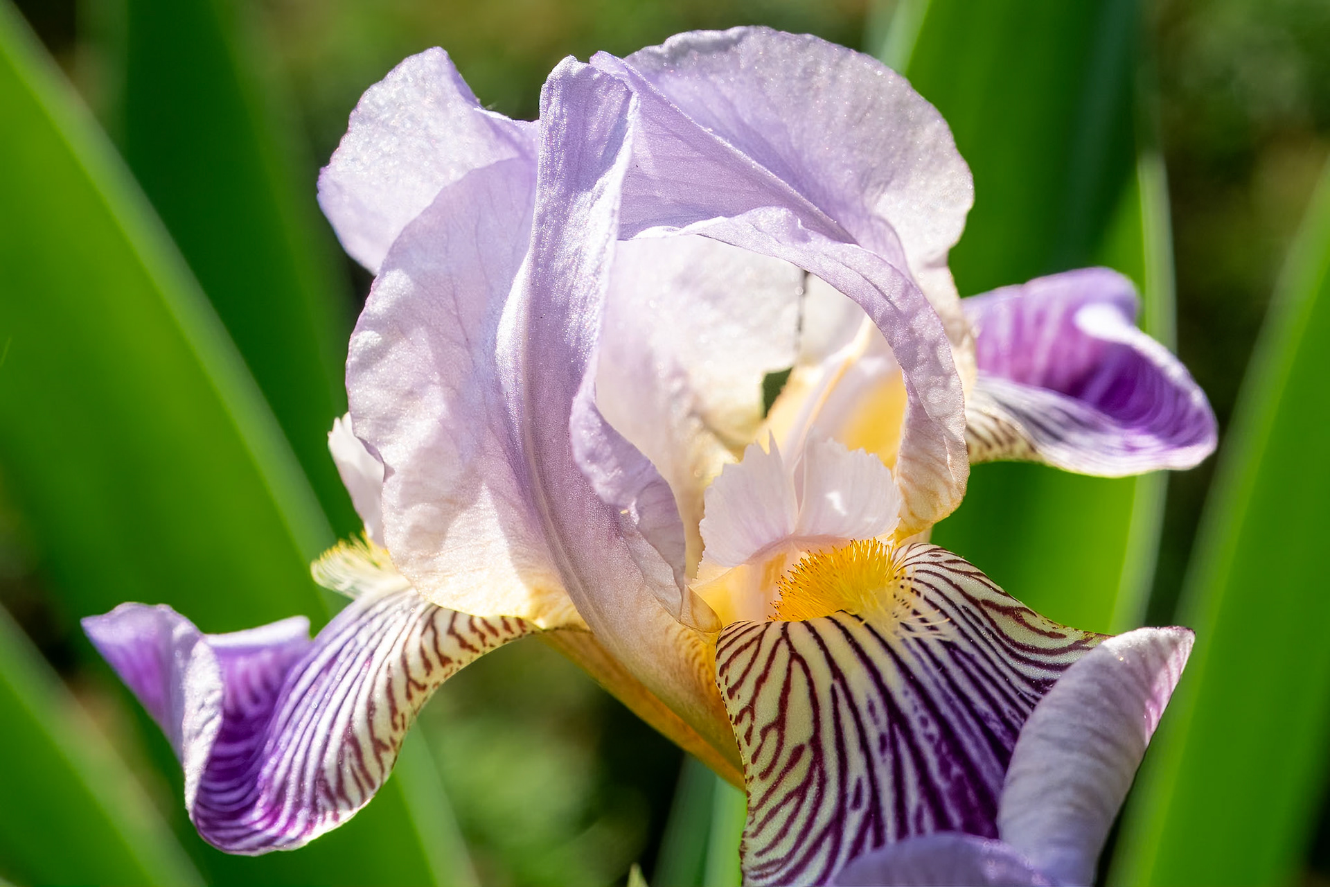 20603017 Inviting Iris