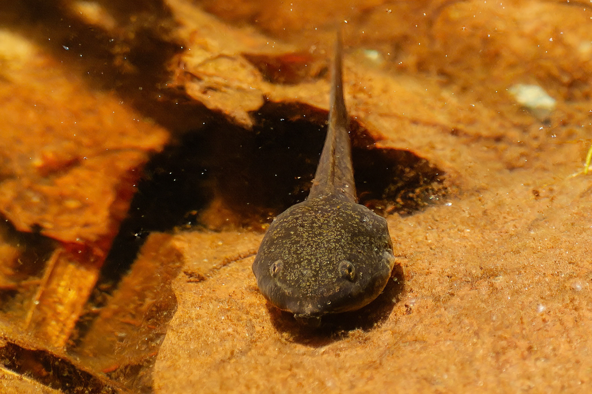 250429-825 Wood Frog (Lithobates sylvaticus)