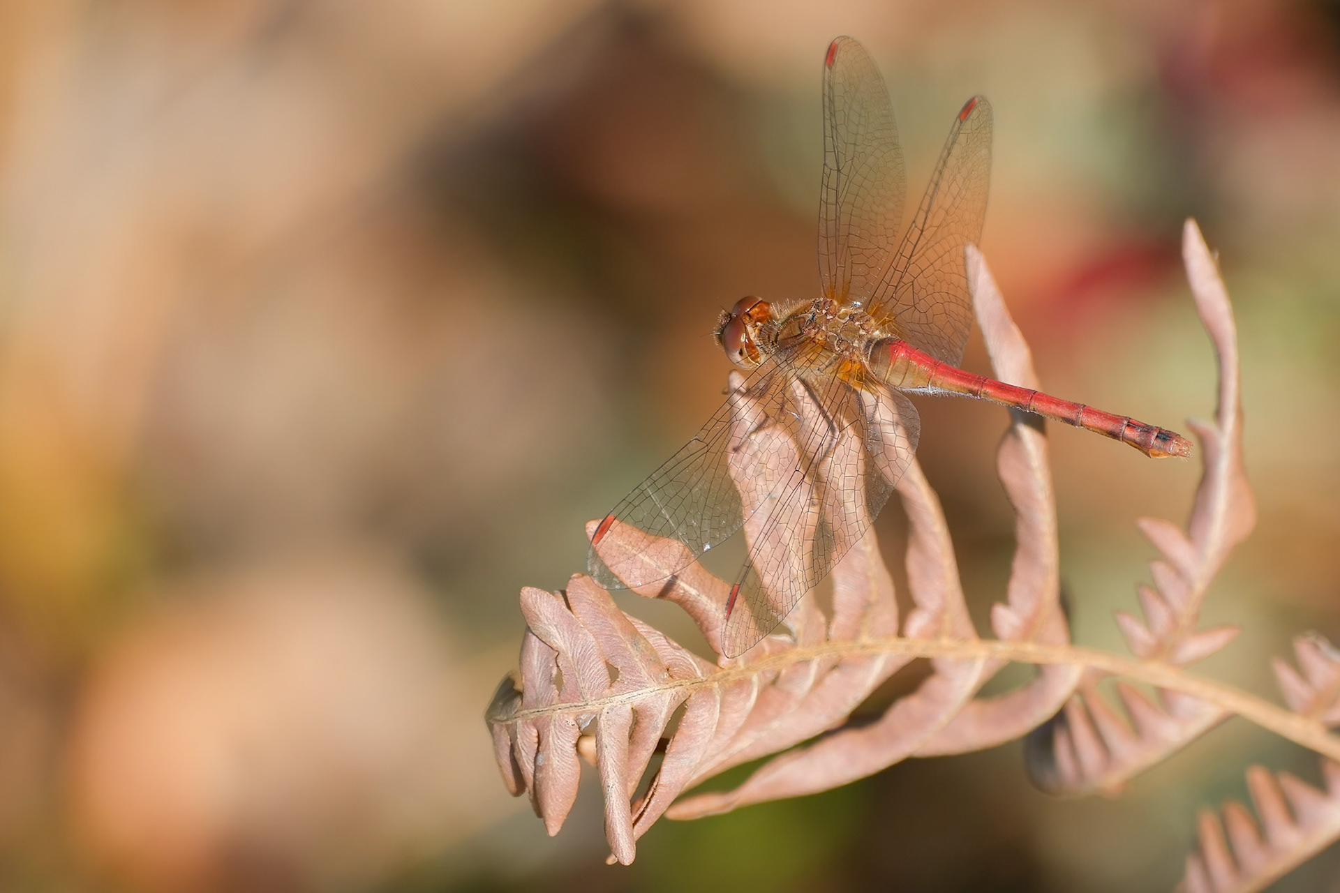 240928-002 Autumn Meadowhawk (Sympetrum vicinum)