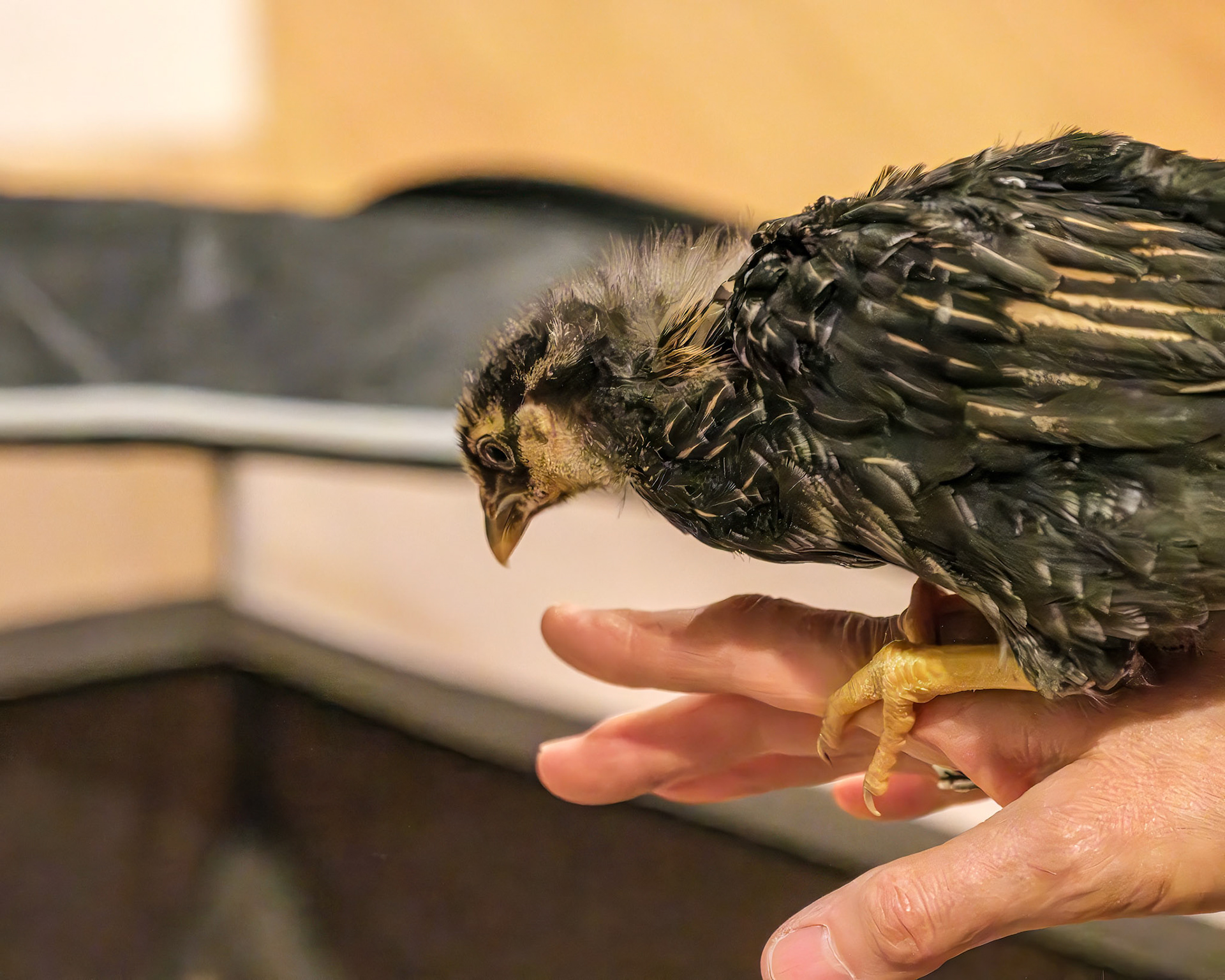 250421-593 Gold and Silver Laced Wyandotte Chicken (Gallus gallus domesticus)