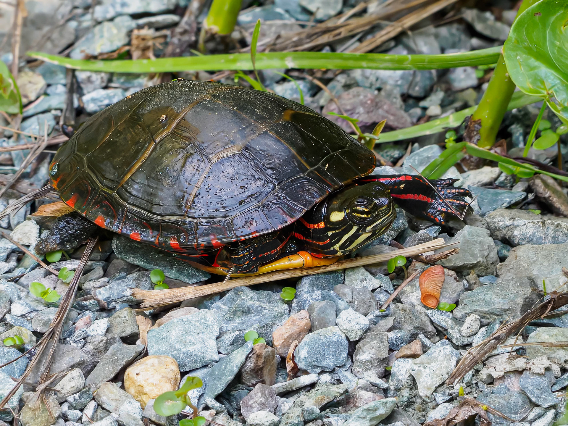 24526-043 Painted Turtle