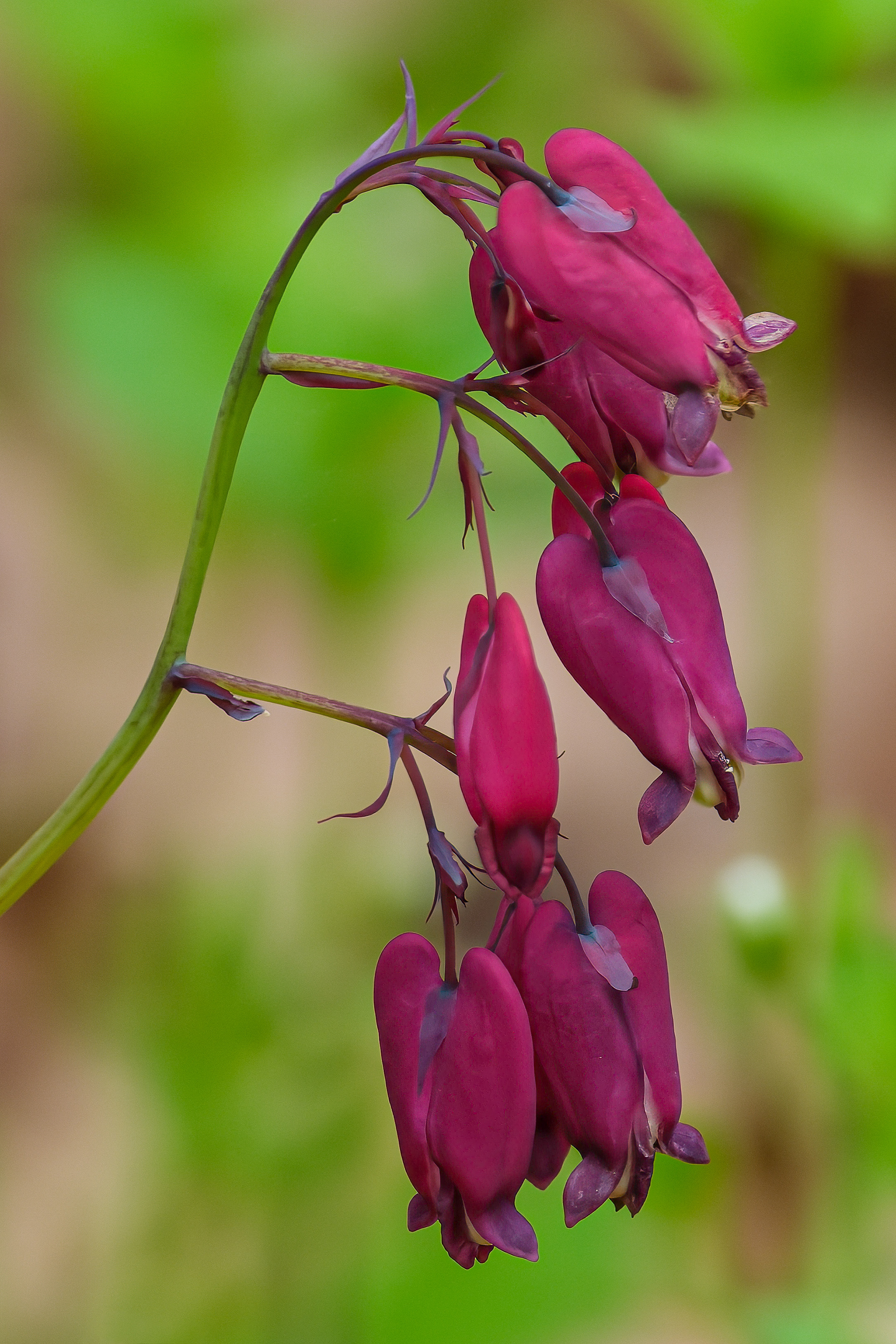 260506-396 Fringed Bleeding Heart (Dicentra eximia)