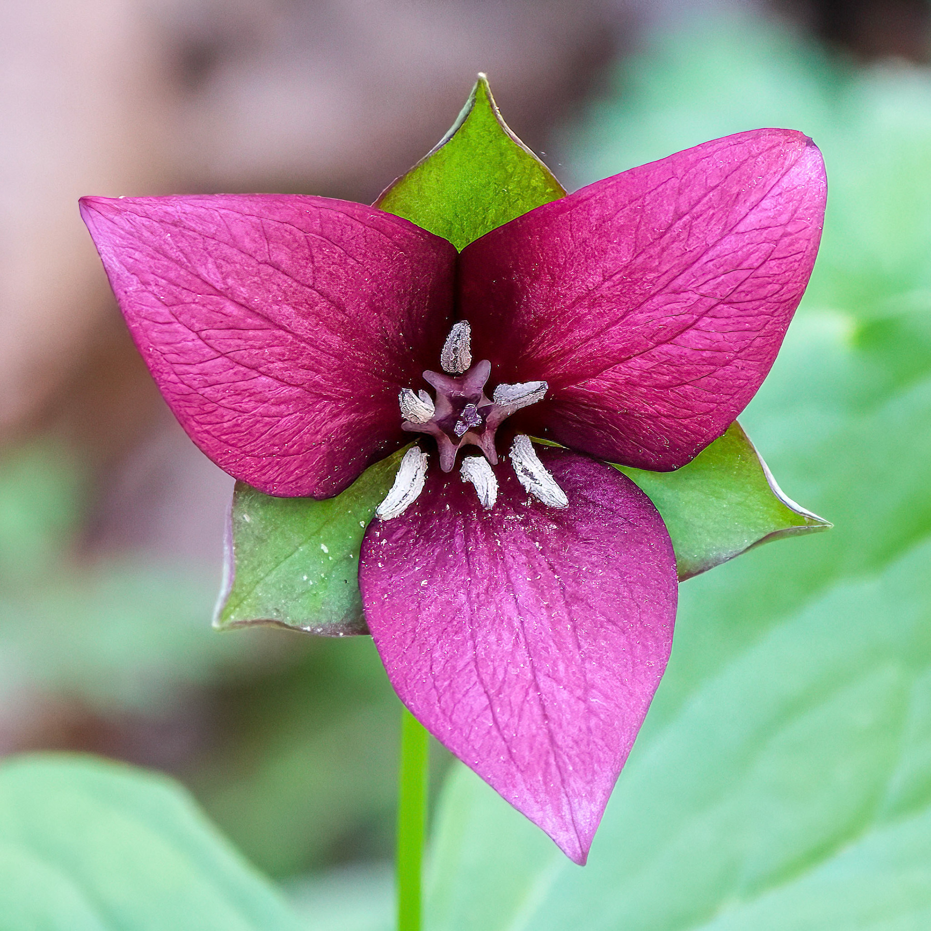 250430-989 Red Trillium (Trillium erectum)