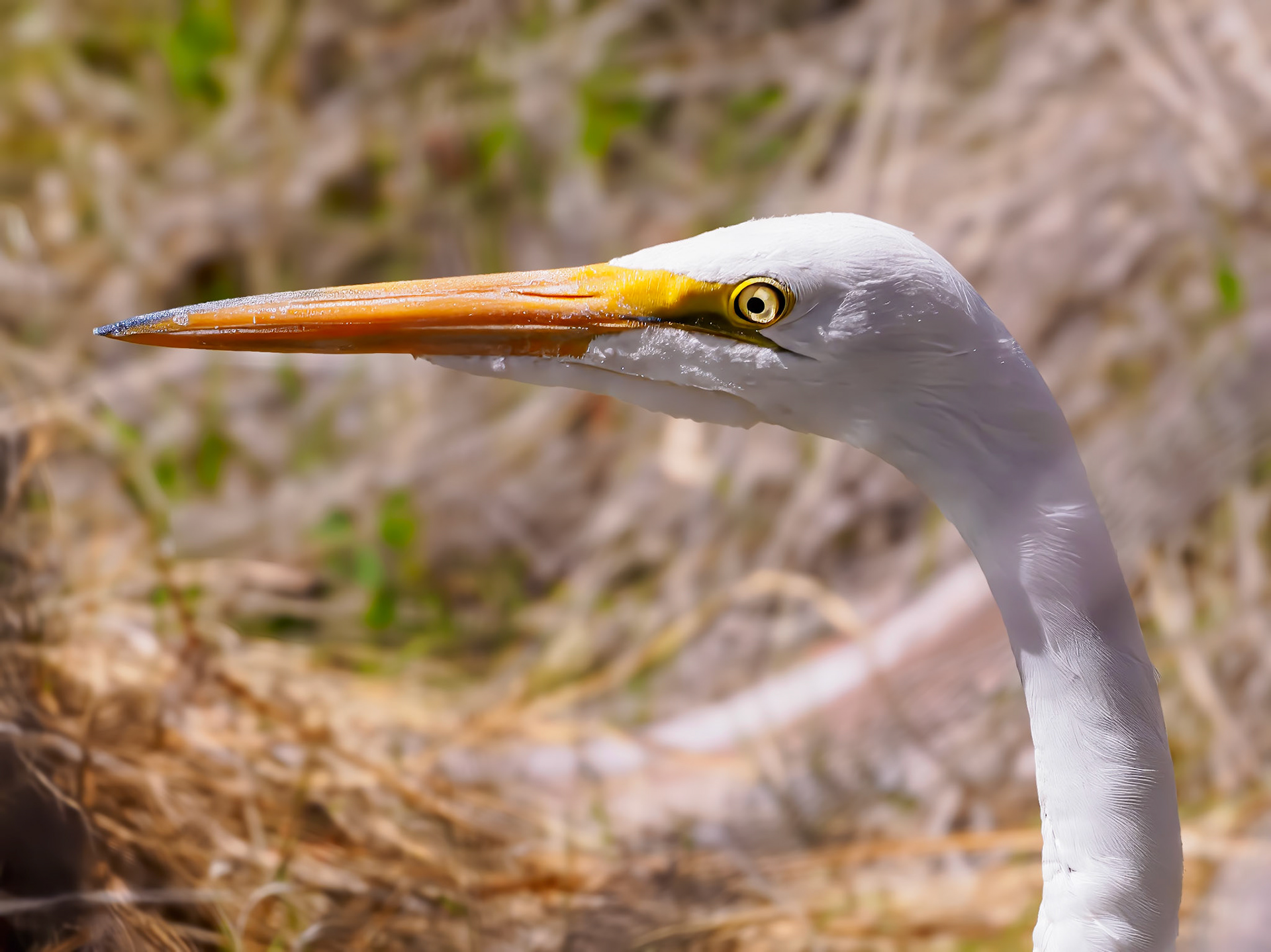 24313163 Egret