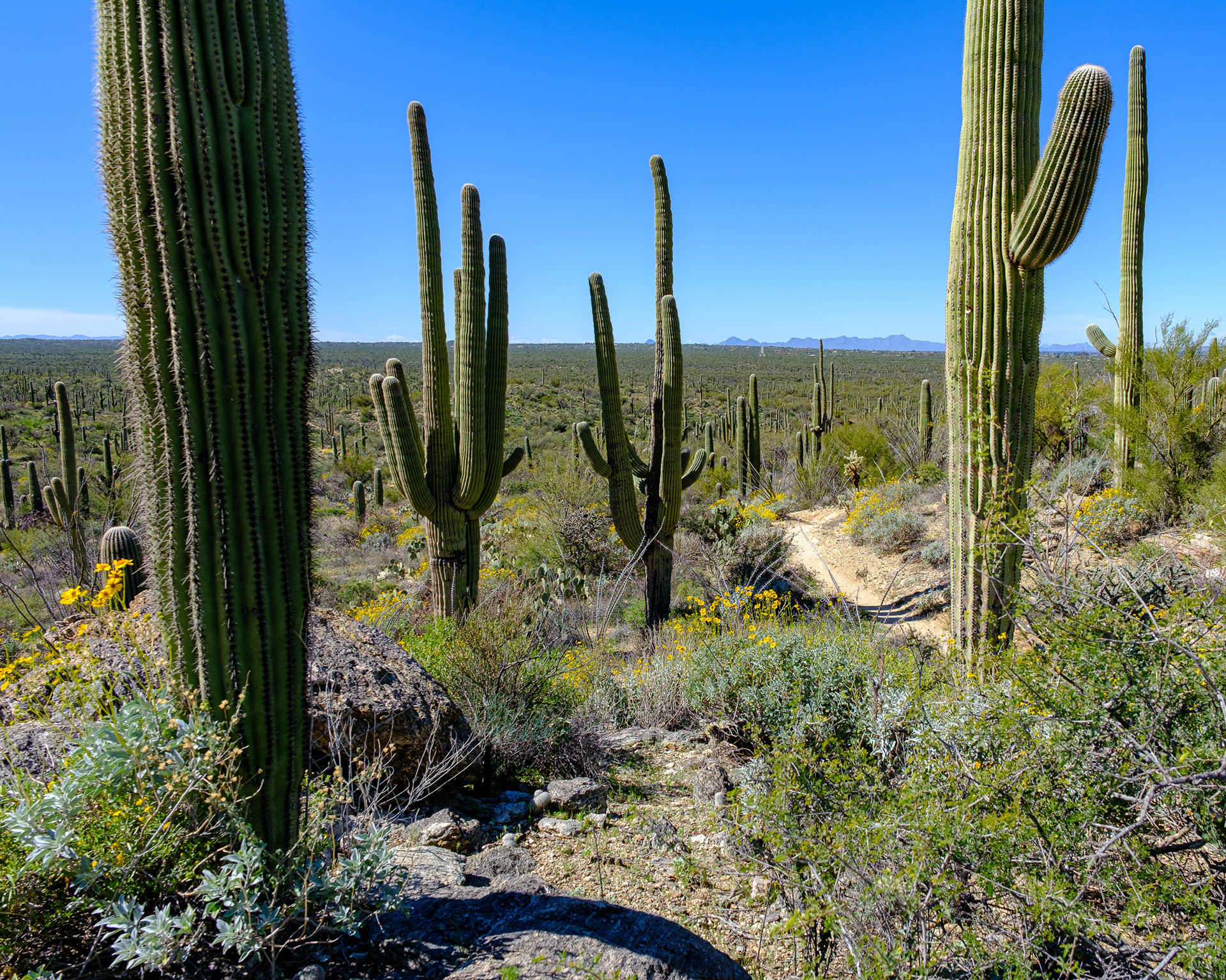 260218-895 Saguaro National Park (East)