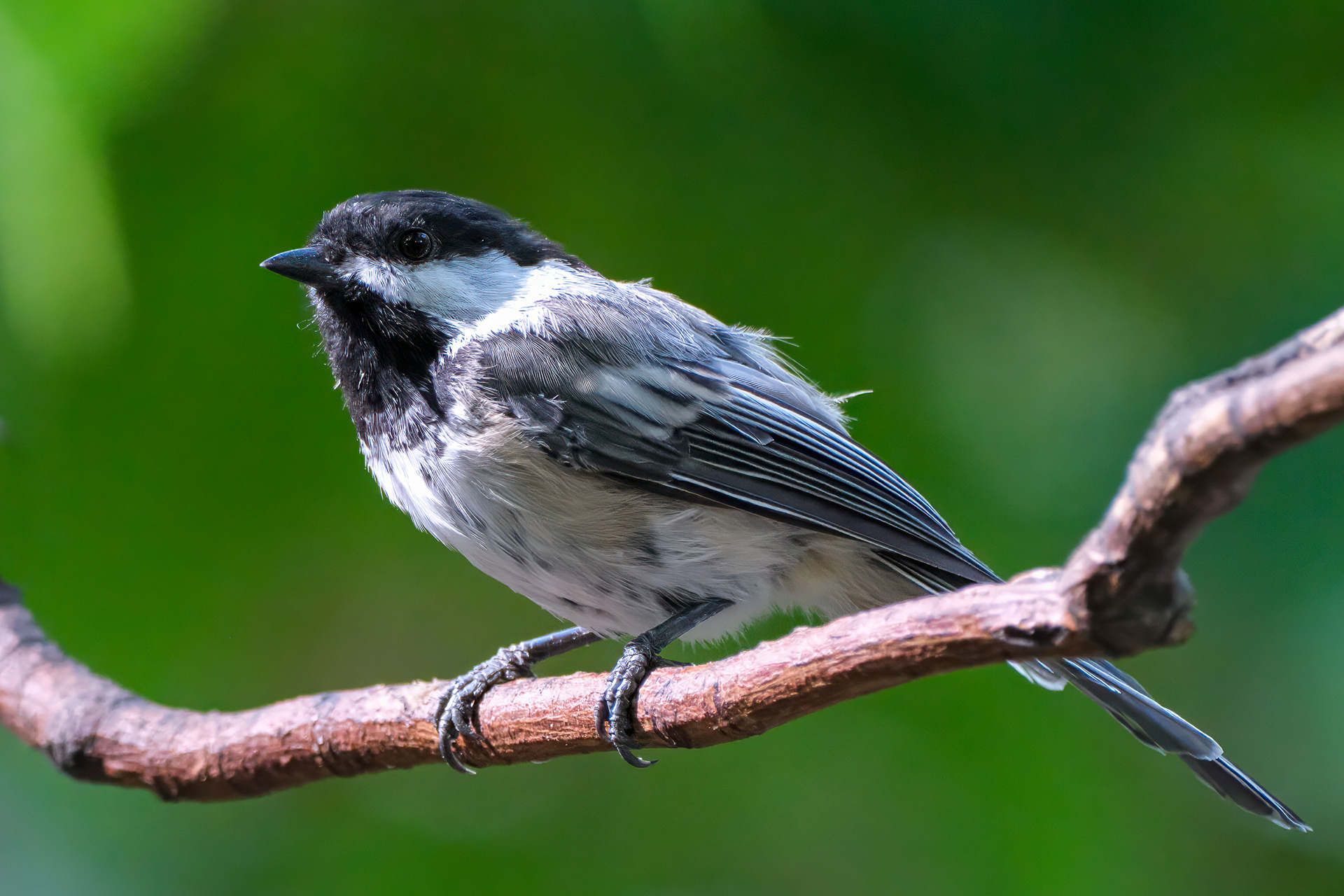 250801-432 Black-capped Chickadee (Poecile atricapillus)