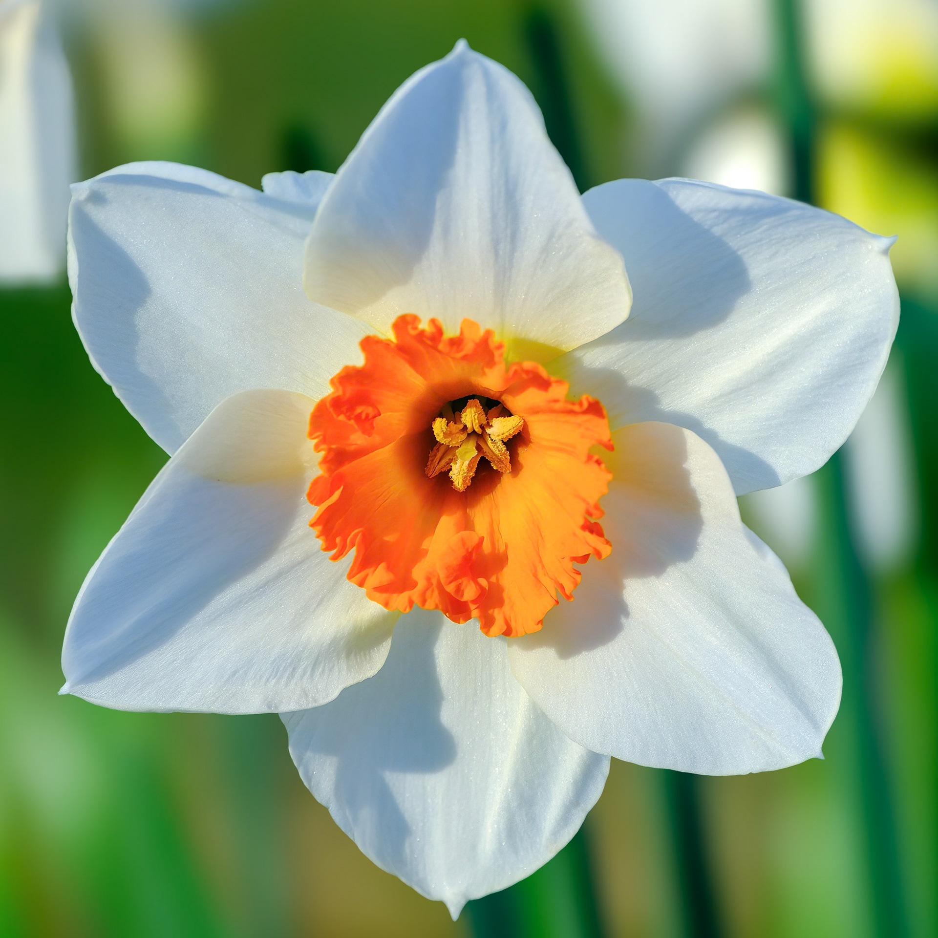 250420-329 Poet's Narcissus (Narcissus poeticus) [Daffodil]