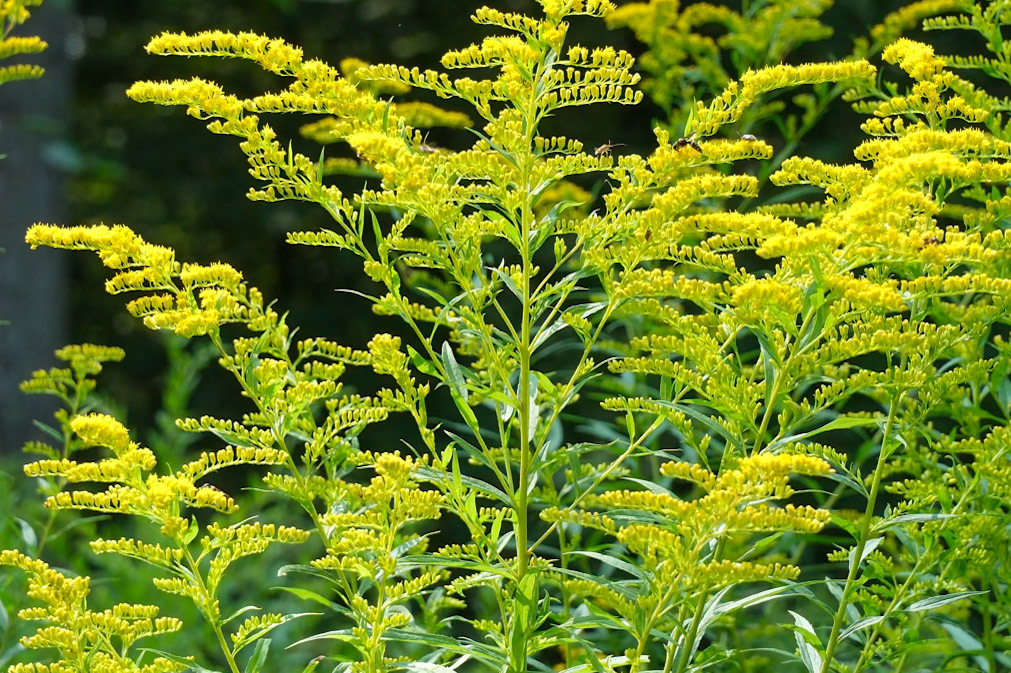 240817-066 Goldenrod(Genus Solidago)