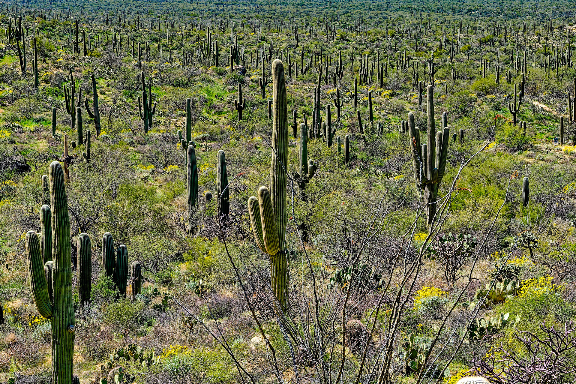 260218-903 Saguaro National Park (East)