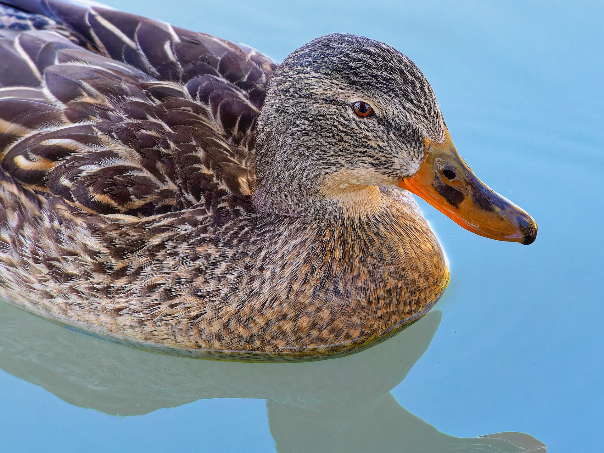 24312081 Female Mallard