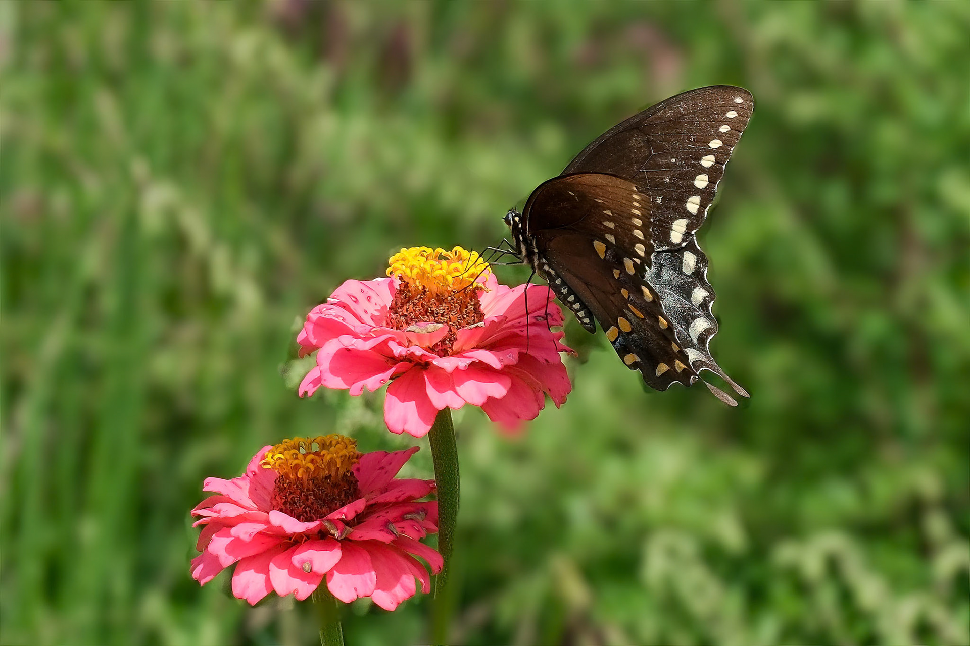 240906-442 Spicebush Swallowtail (Papilio troilus)