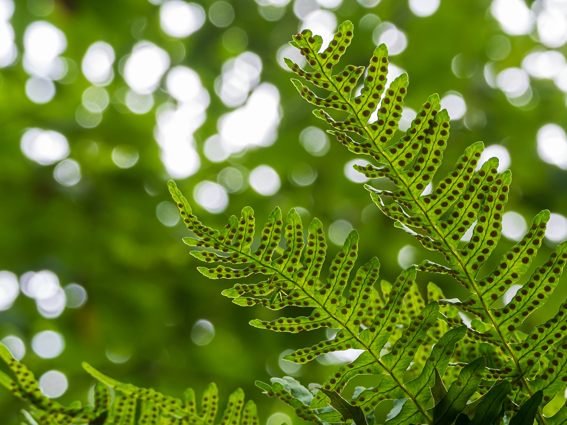 240820-026 Polypody Fern (Genus Polypodium)
