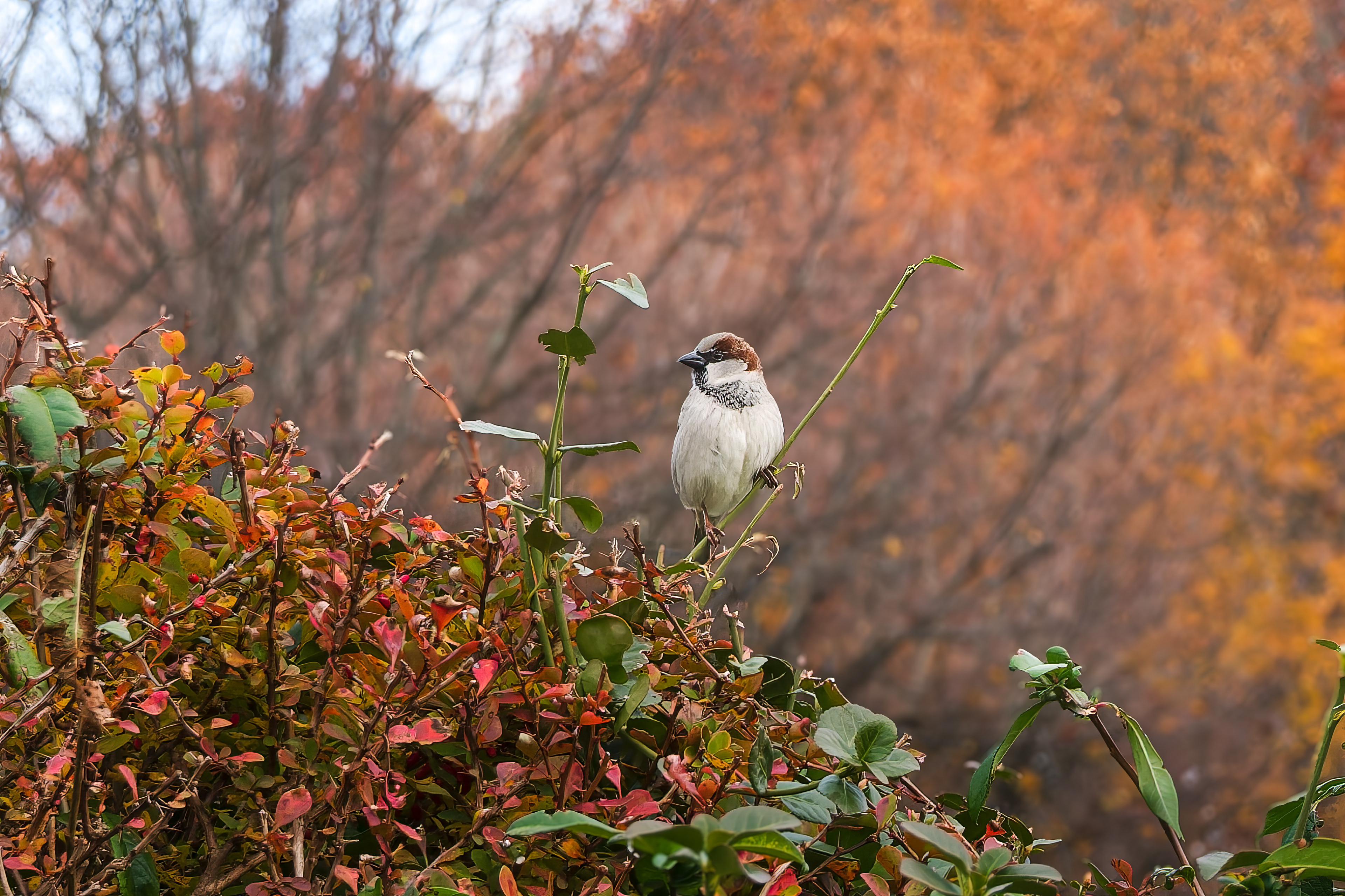 251109-302 House Sparrow