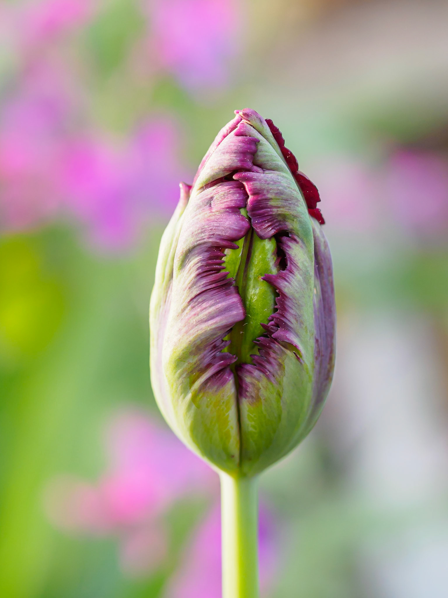 24514-014 Parrot Tulip