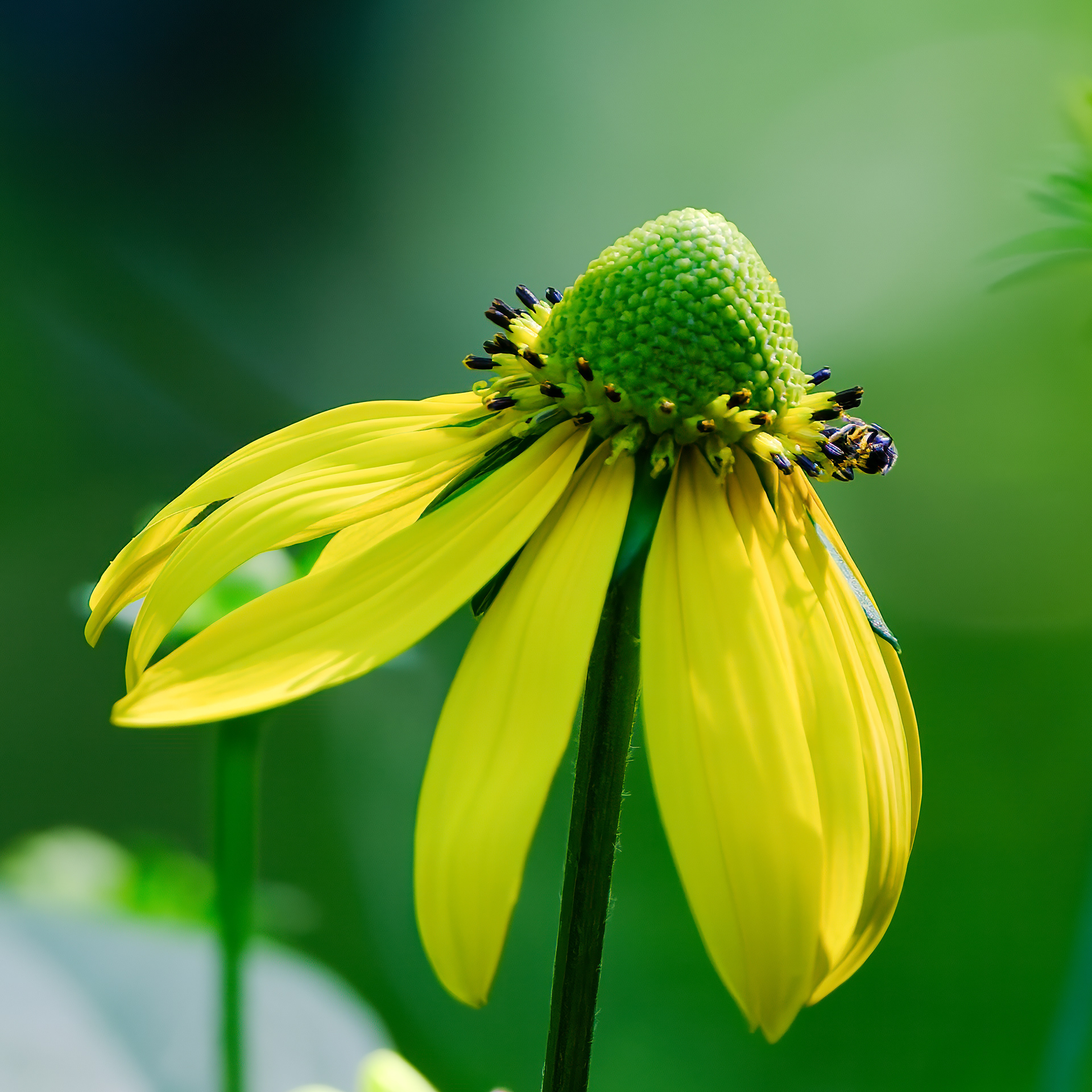 260712-788 Cutleaf Coneflower (Rudbeckia laciniata)