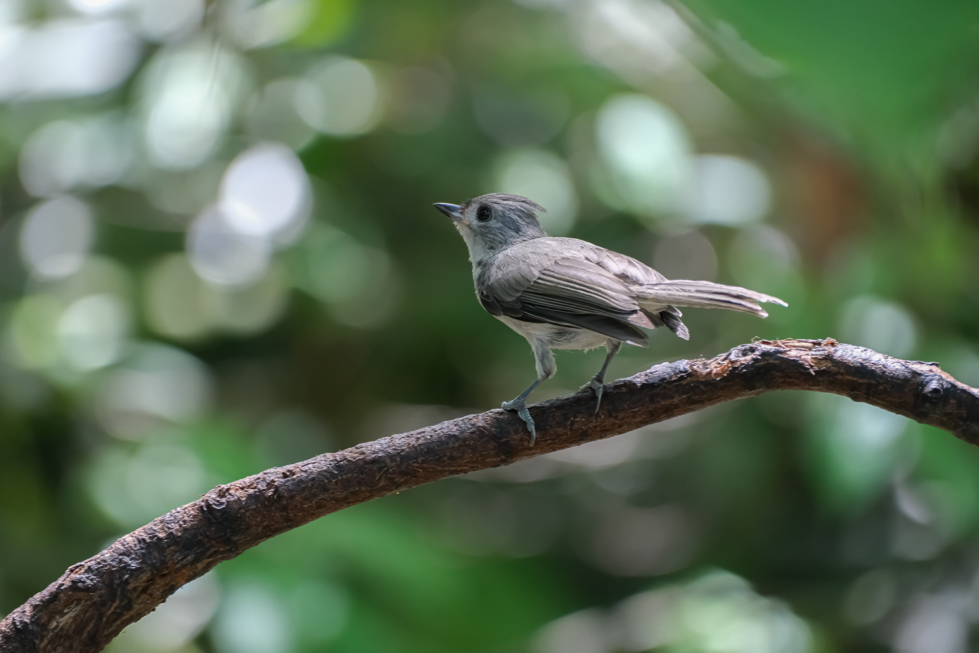 250722-344 Tufted Titmouse (Baeolophus bicolor)