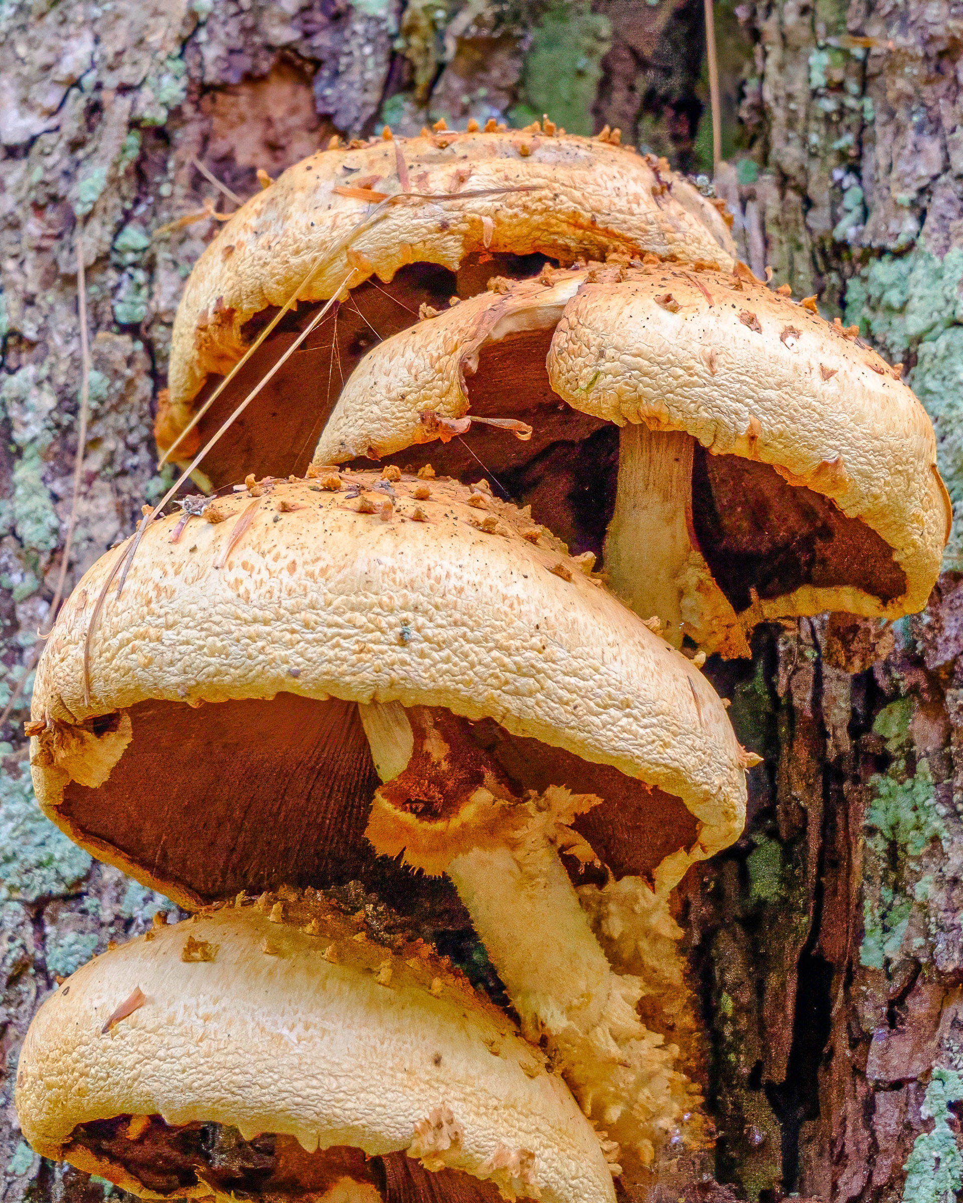 250914-870 Sharp-scaly Pholiota (Pholiota squarrosoides)
