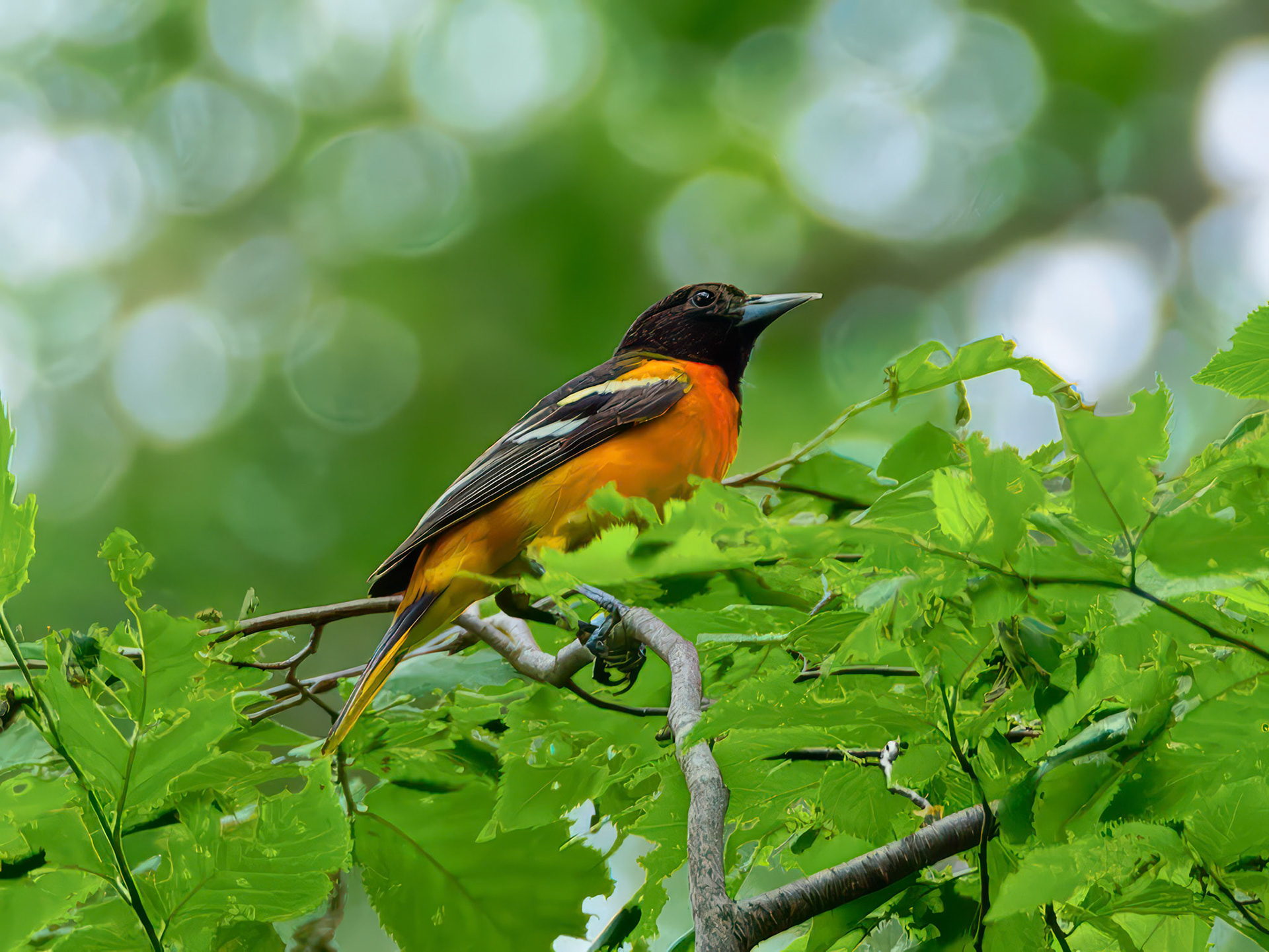 15606085 Baltimore Oriole