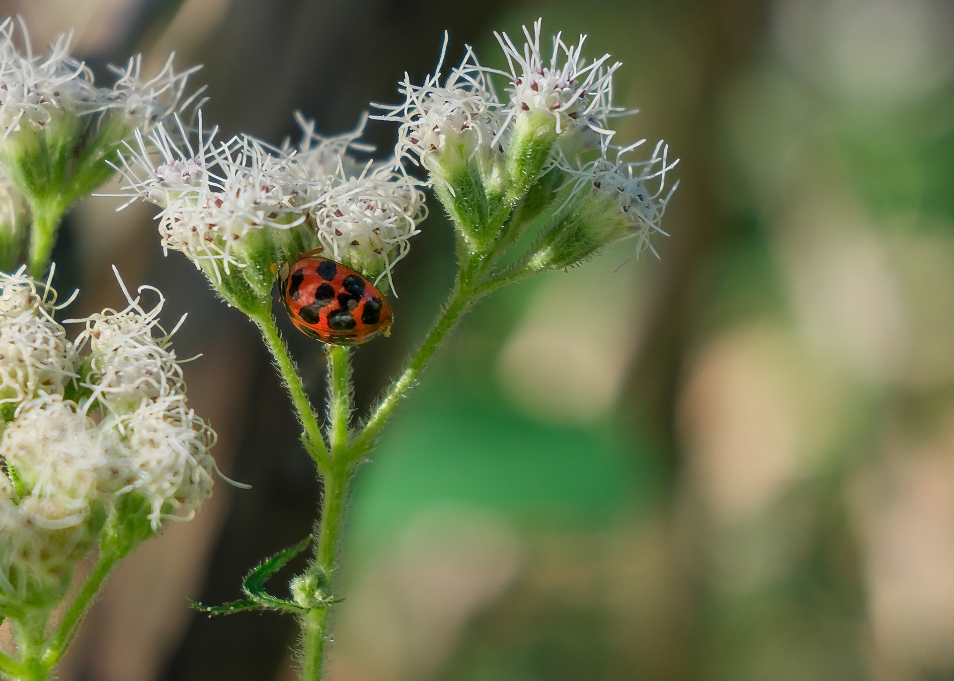 240830-257 Asian Lady Beetle (Harmonia axyridis) on Common Boneset (Eupatorium perfoliatum)