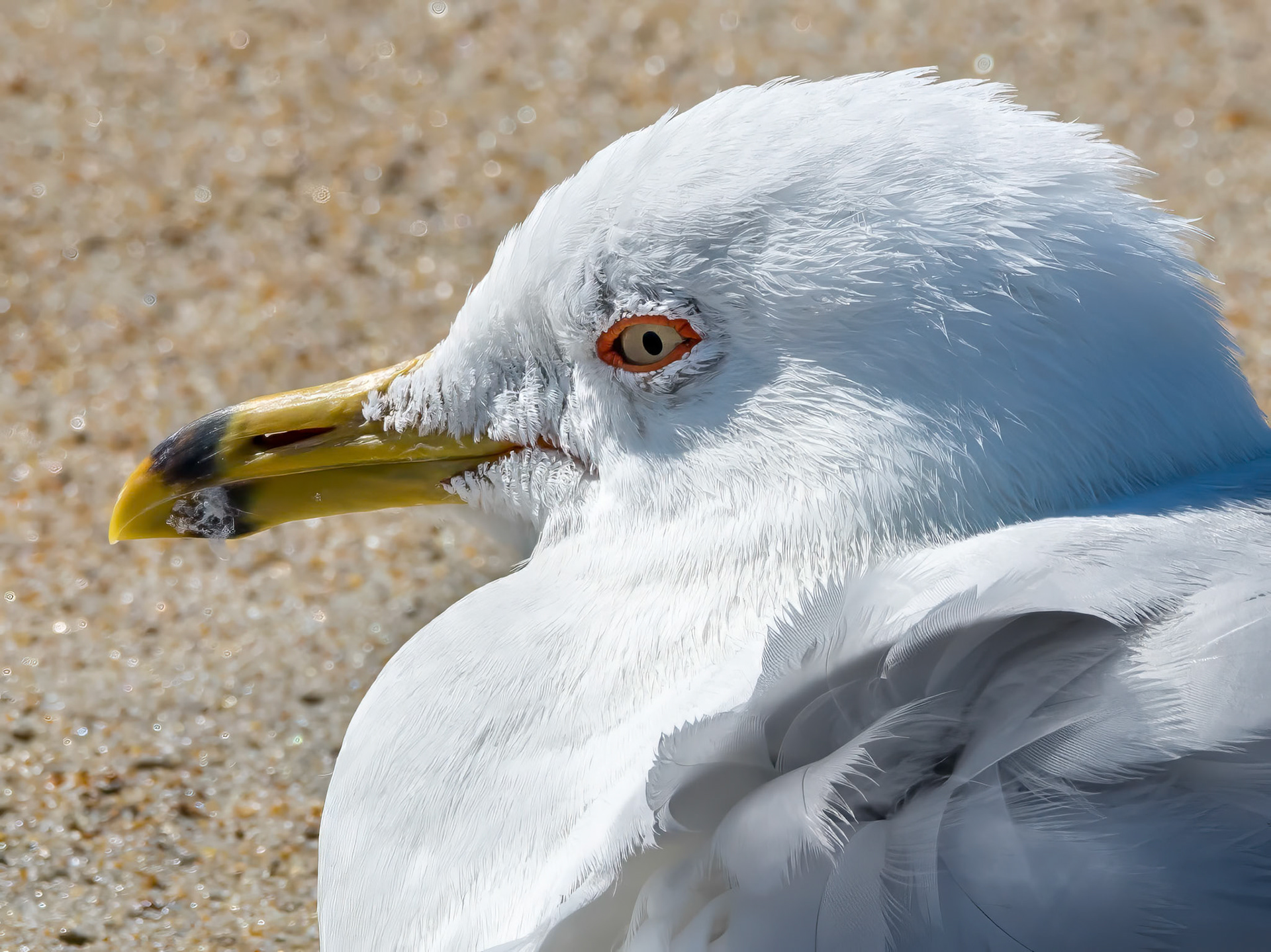 16803172 Red Rimmed Seagull Eye