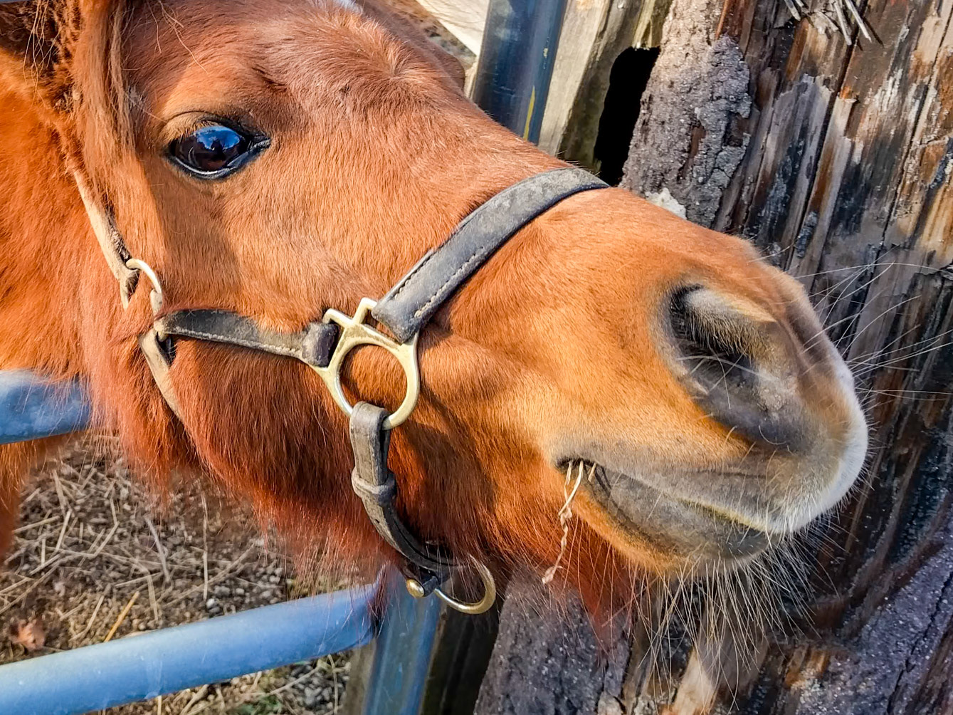 20151114_757 Miniature Horse