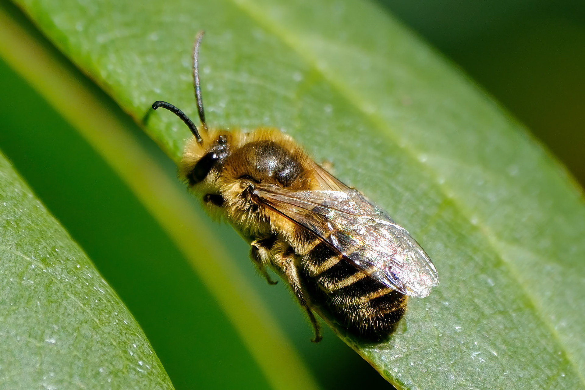 250319-940 Cellophane Bee