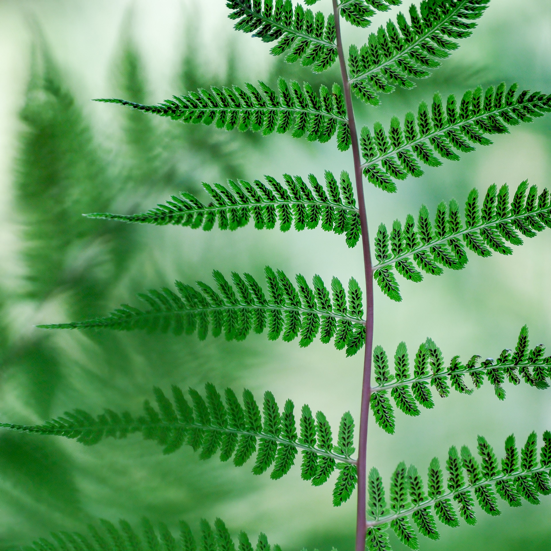 250801-448 Northern Lady Fern (Athyrium angustum)