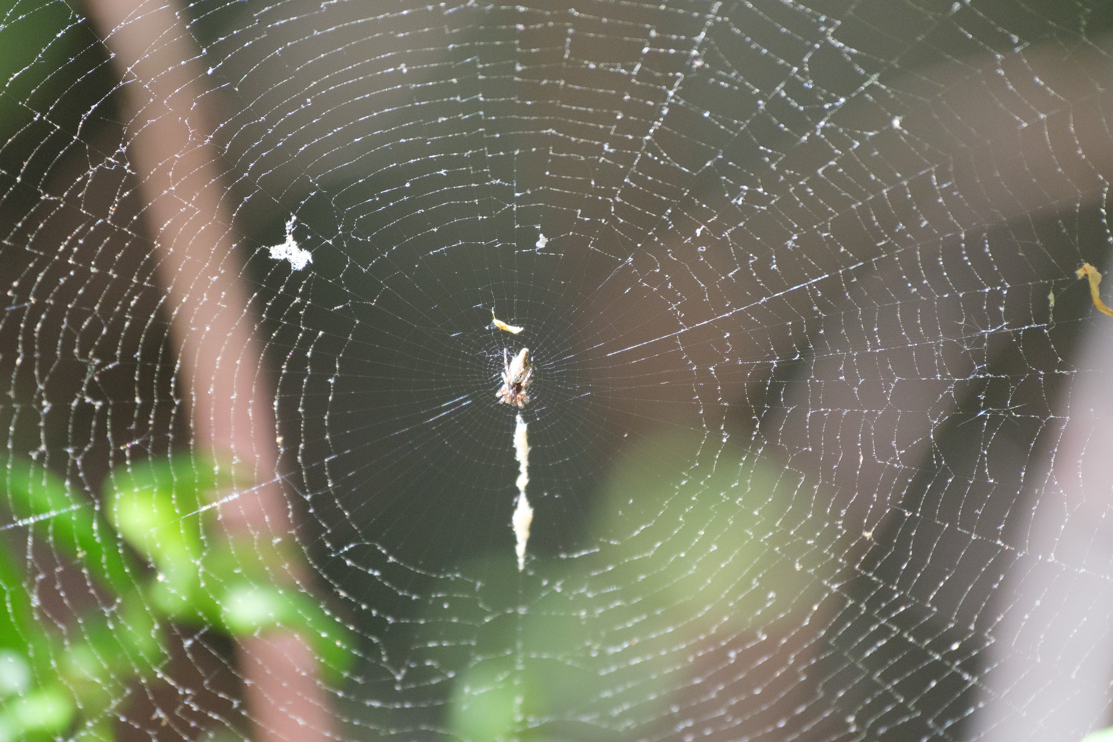 250430-902 Original Photo of Spider with Nest