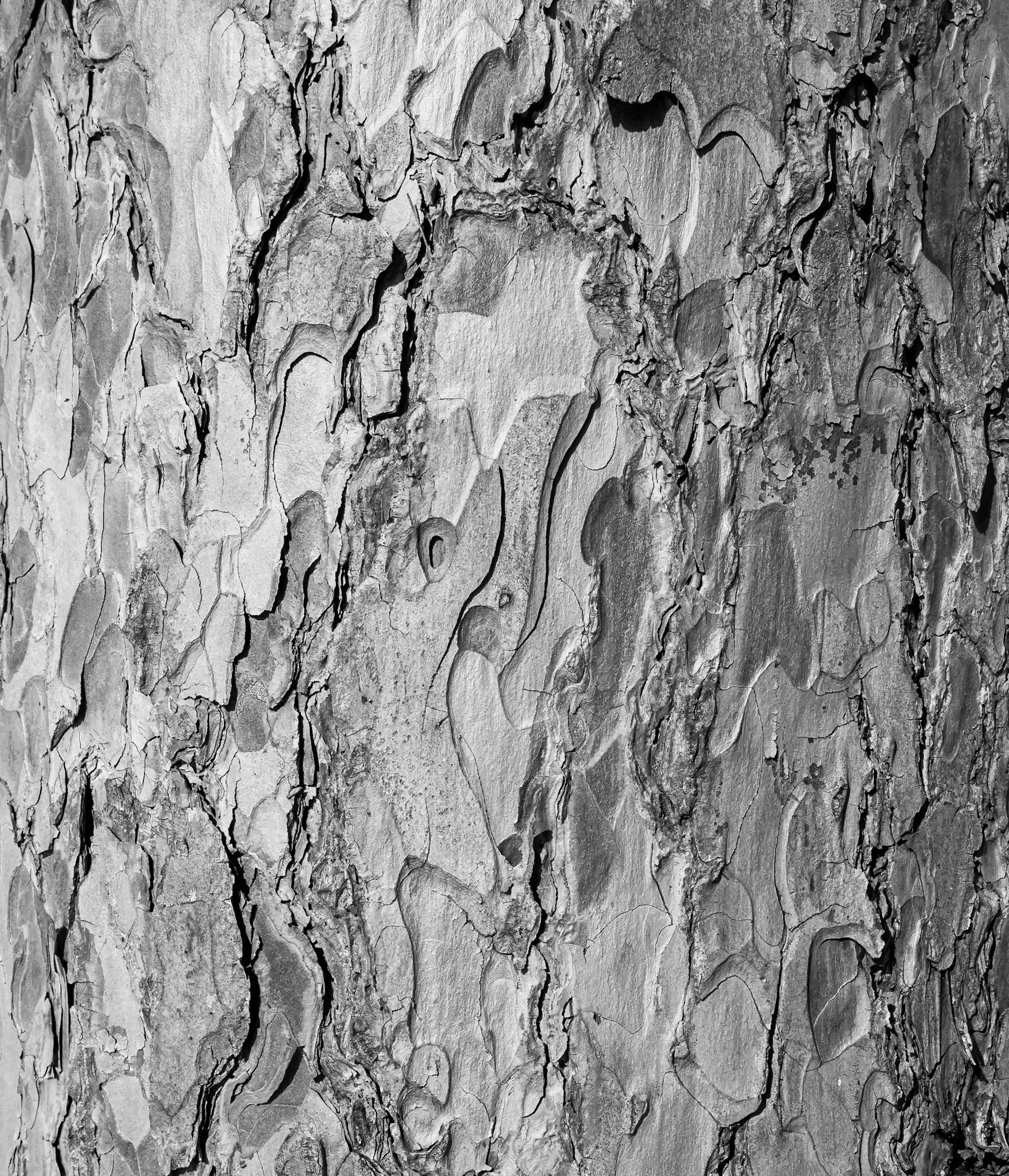 20124037 Bark Islands